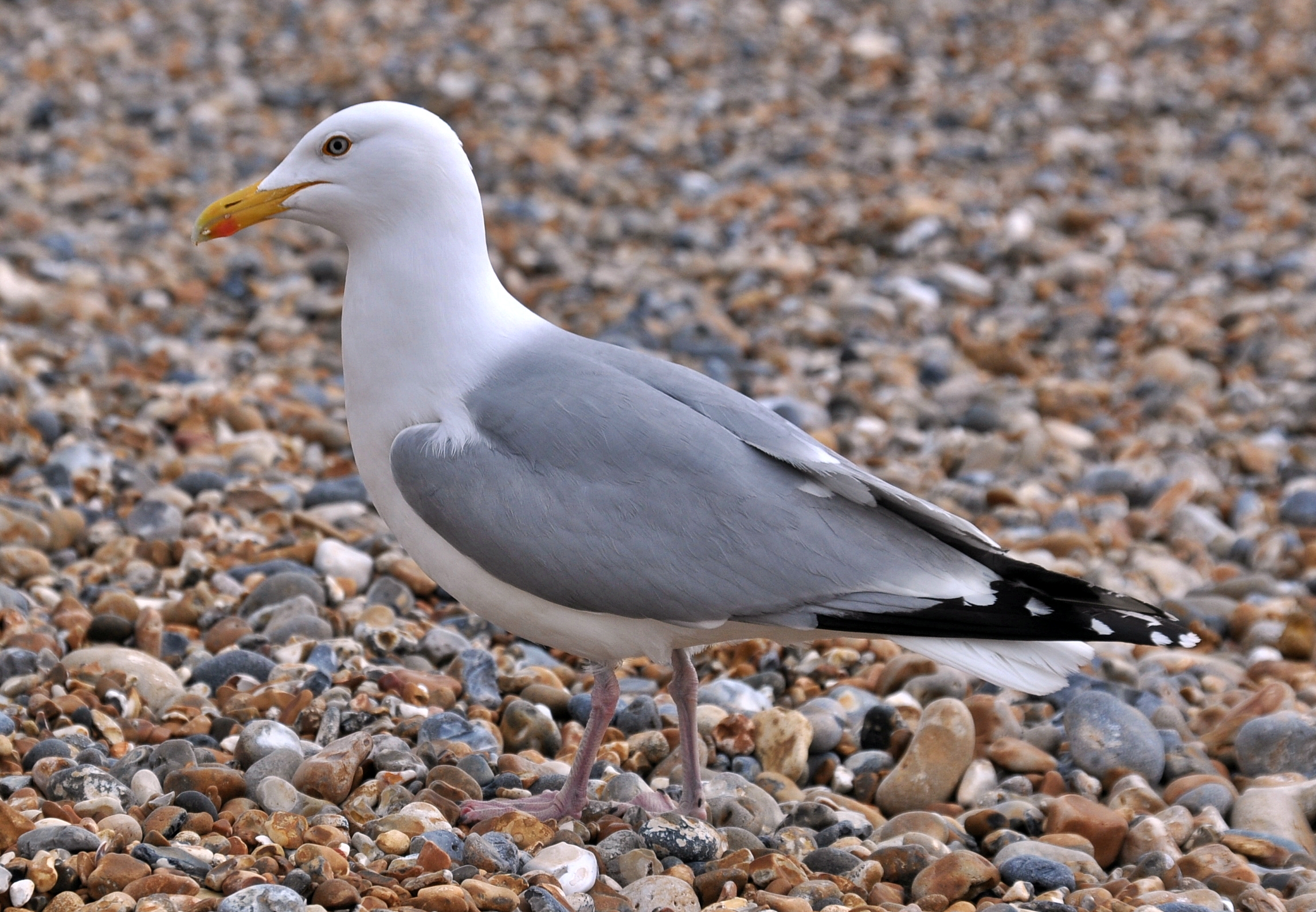 European herring gull standing on Brighton's pebble beach