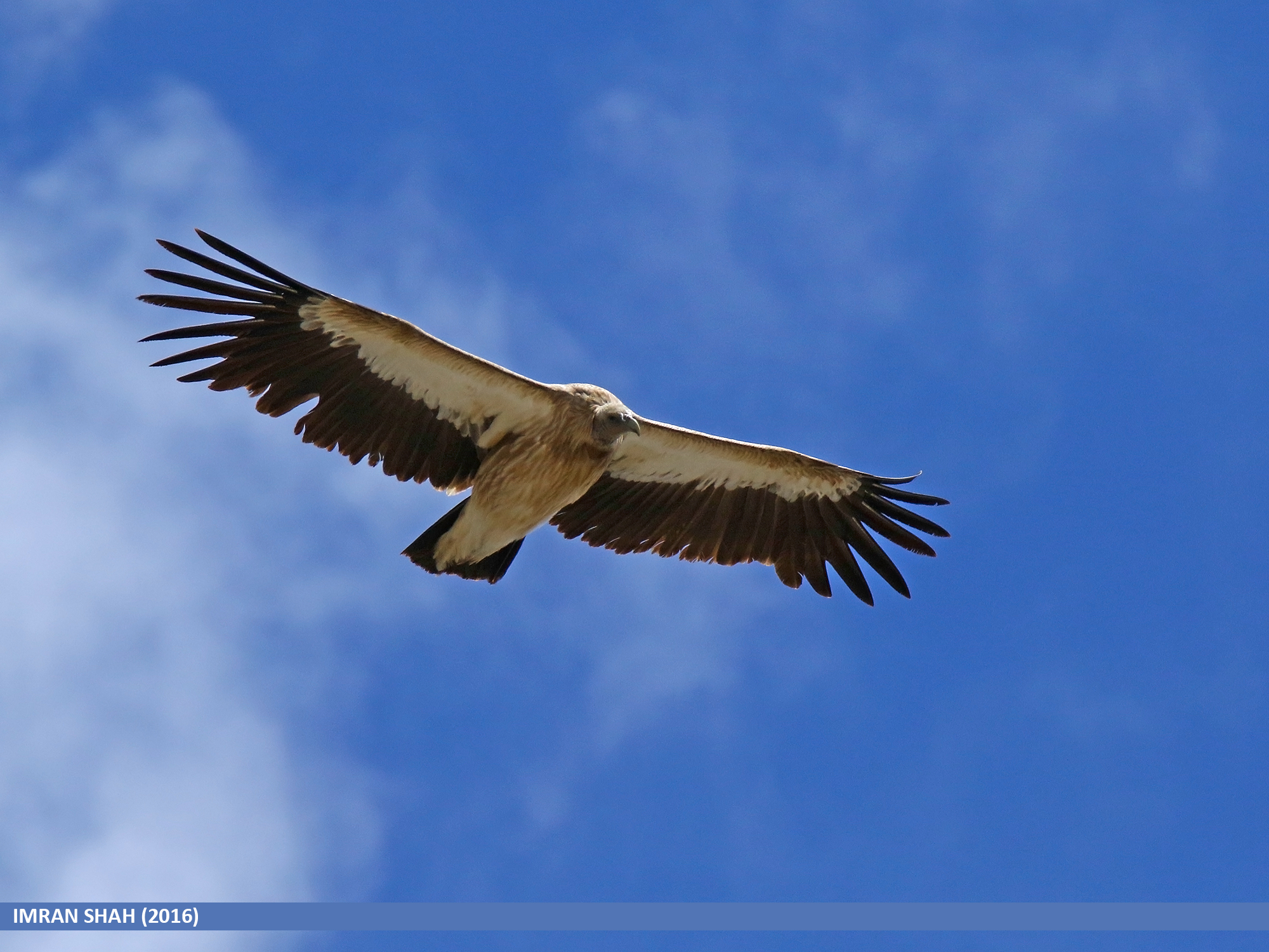 Himalayan Griffon in flight over mountainous habitat in Pakistan