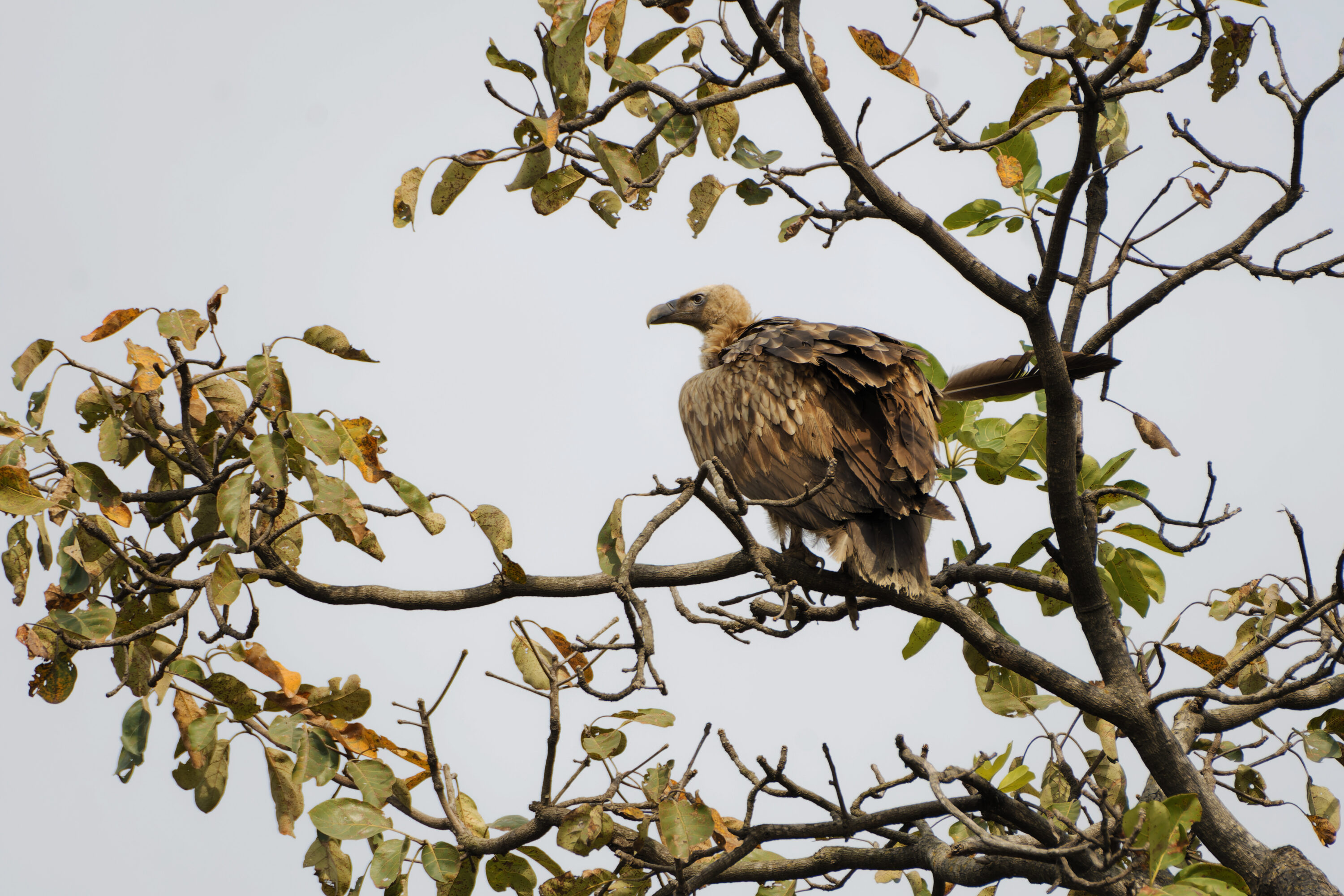 Himalayan griffon perched in a tree in Uttarakhand, India