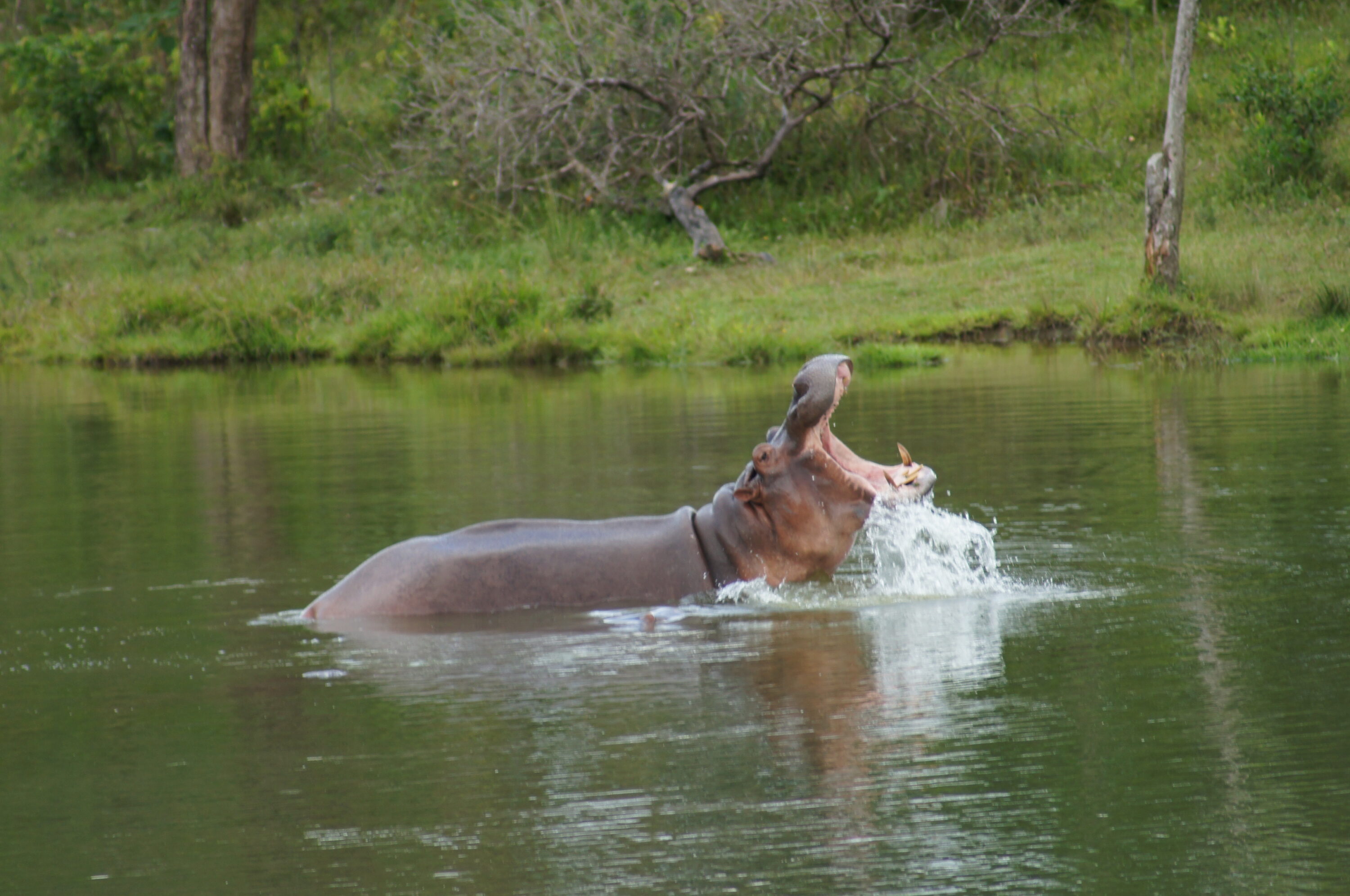 Hippopotamus in water at Hacienda Nápoles, Colombia