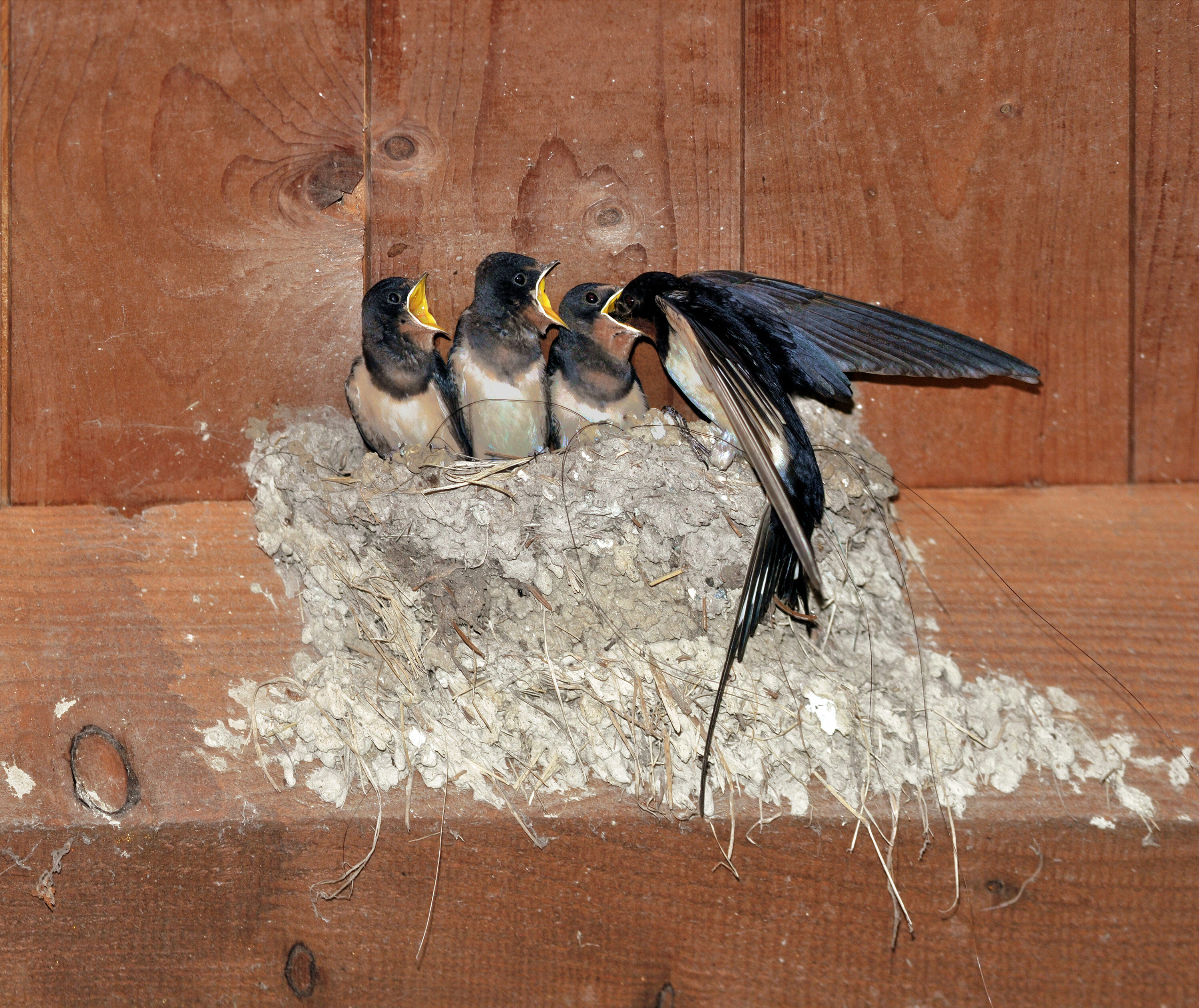 Barn swallow feeding three chicks in a nest at Springe, Germany