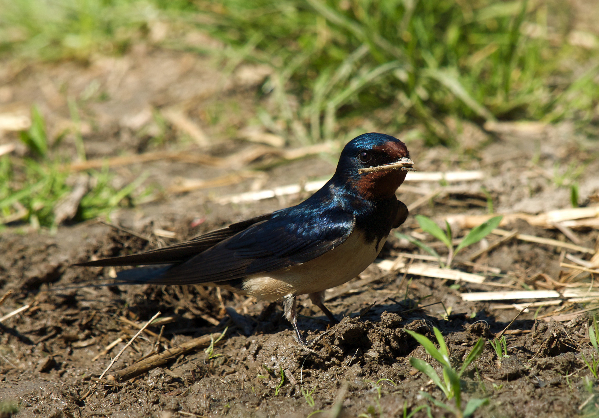 Adult barn swallow on the ground carrying a twig, with the long outer tail feathers visible