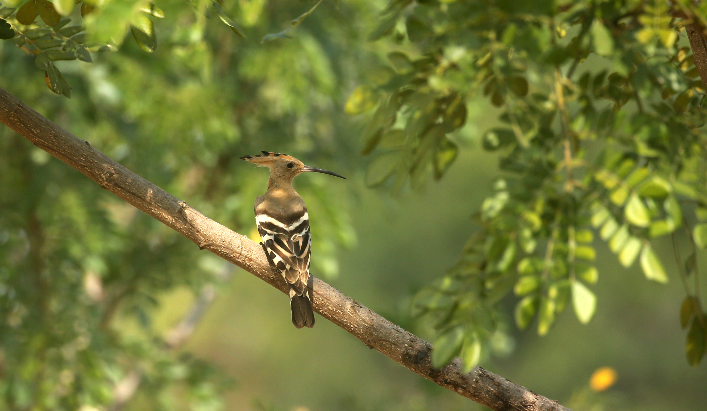 Wild Eurasian hoopoe