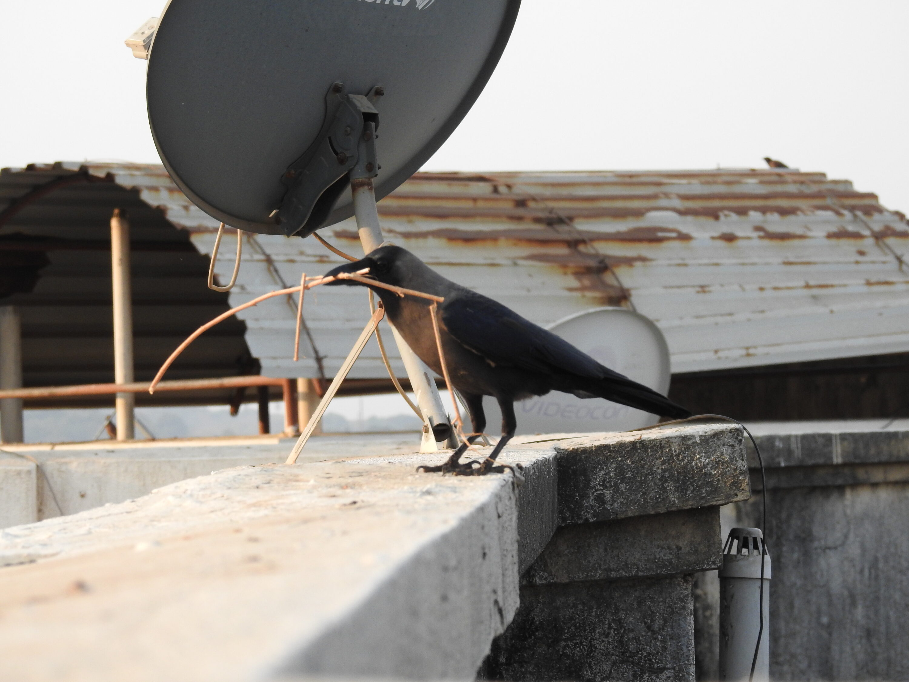 House crow carrying twigs for nest building in Mumbai, India