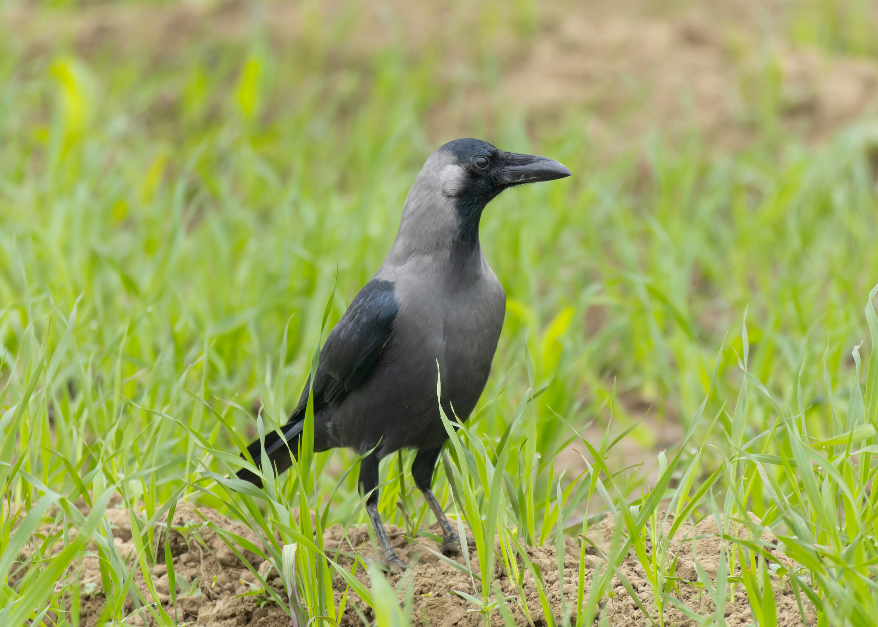 House crow standing in grass in Bhagalpur, Bihar, India