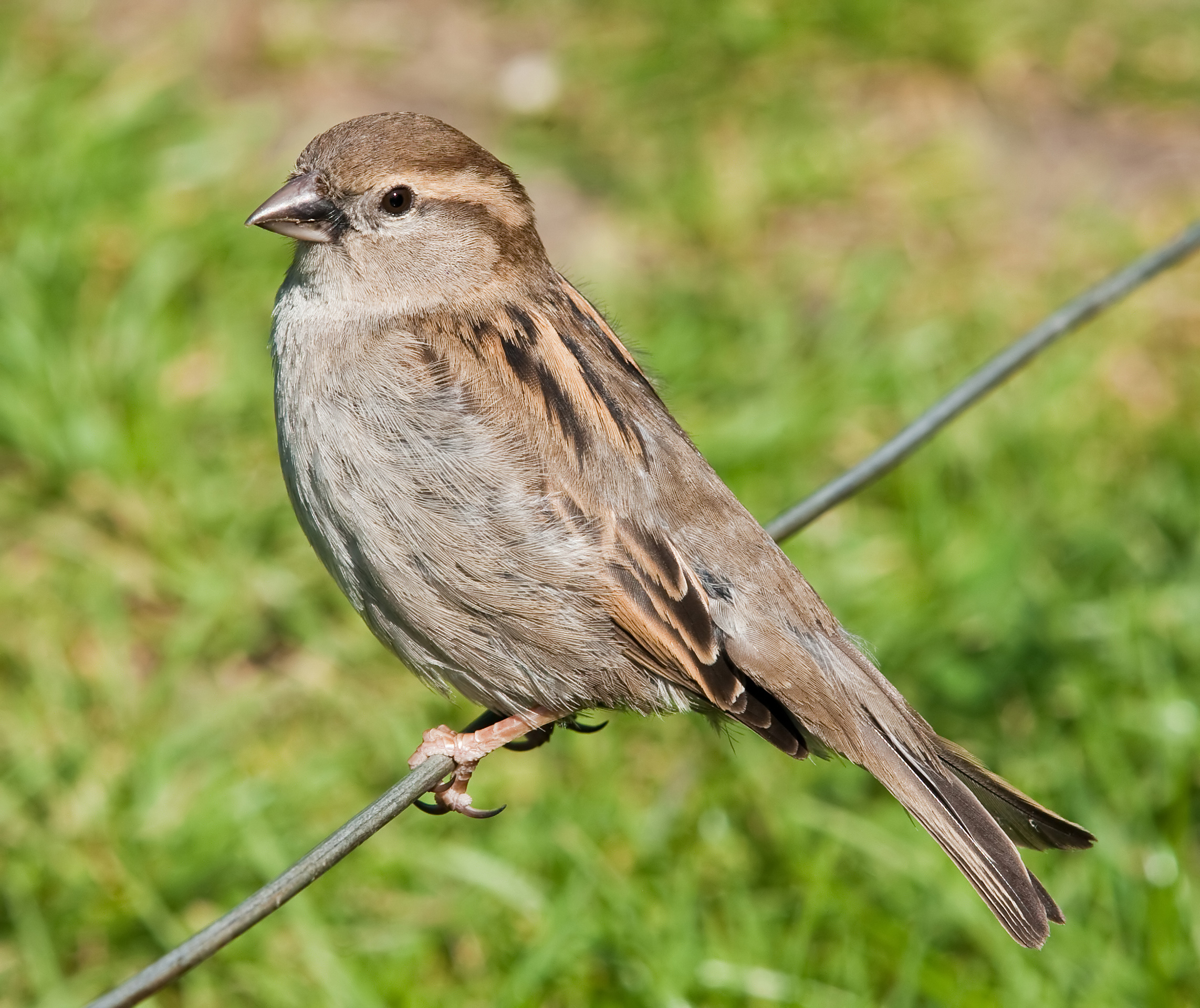 Female house sparrow perched in a tree at Leeds Castle, Kent