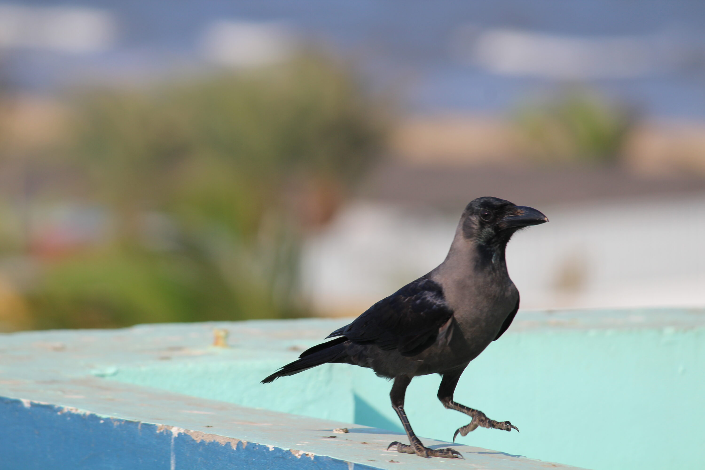House crow standing on a concrete ledge in an urban setting