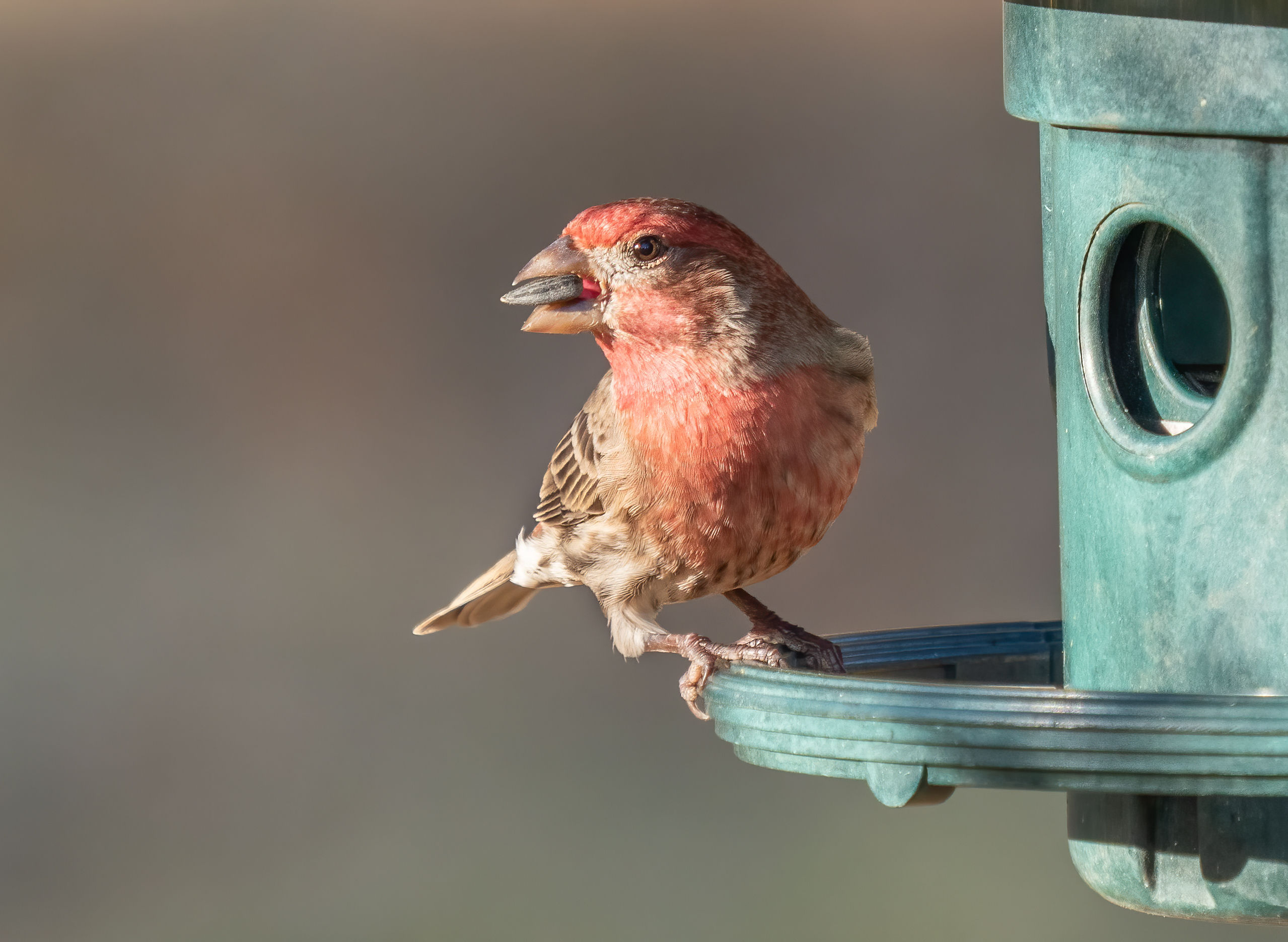 A male house finch perched at a bird feeder