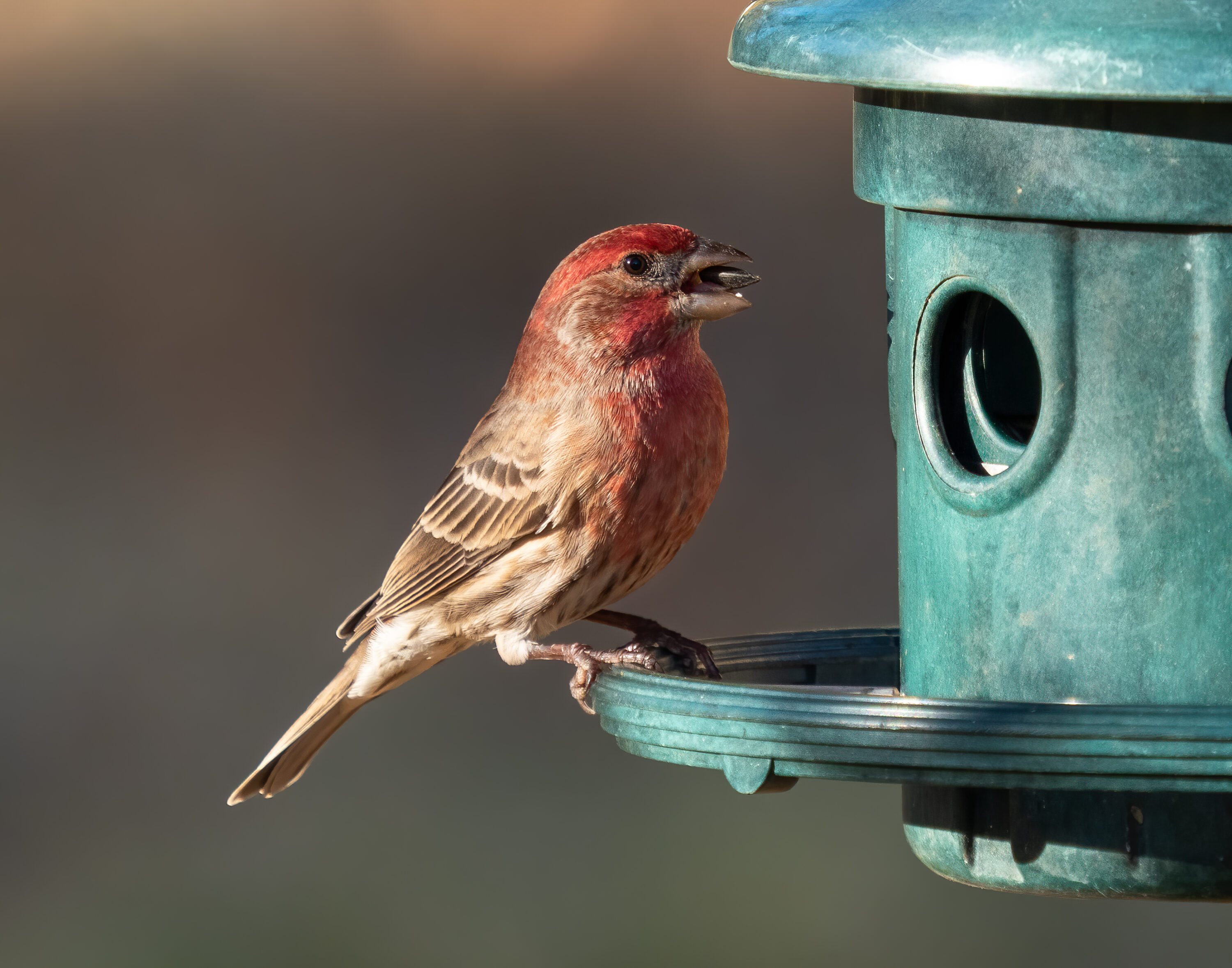 House finch perched at a bird feeder