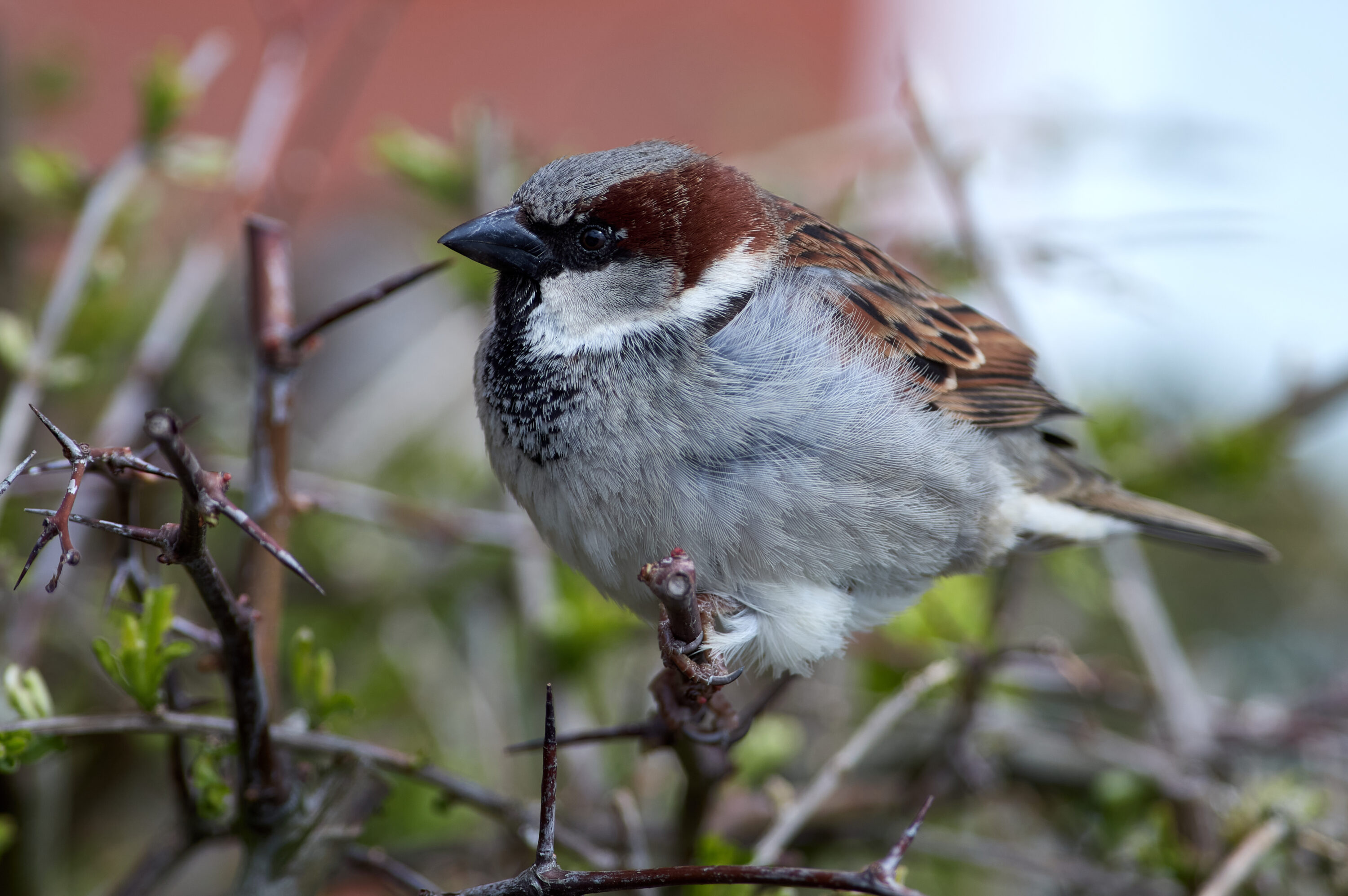 Male house sparrow perched among branches