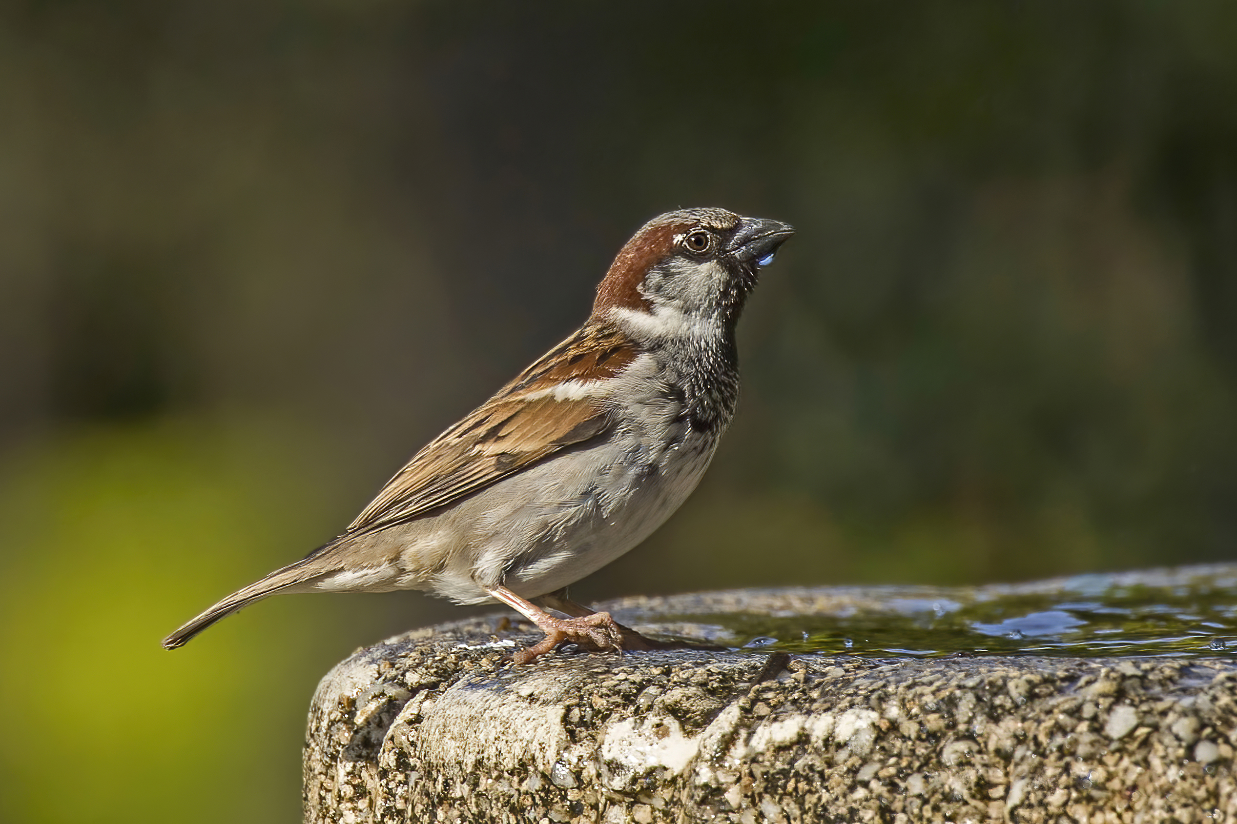 Male house sparrow standing in profile with head, body and legs clearly visible