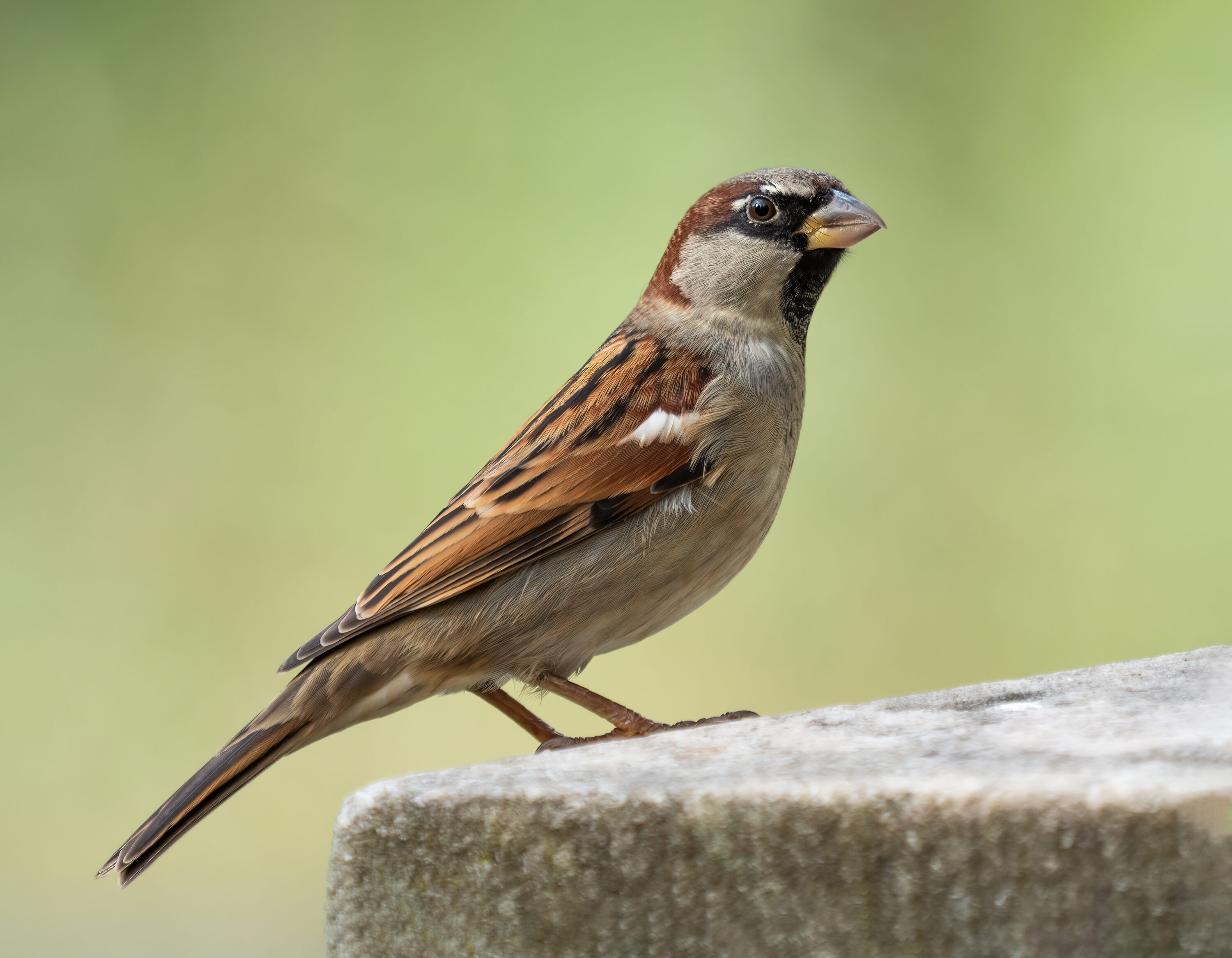 Male house sparrow perched on a stone ledge in Prospect Park, New York City