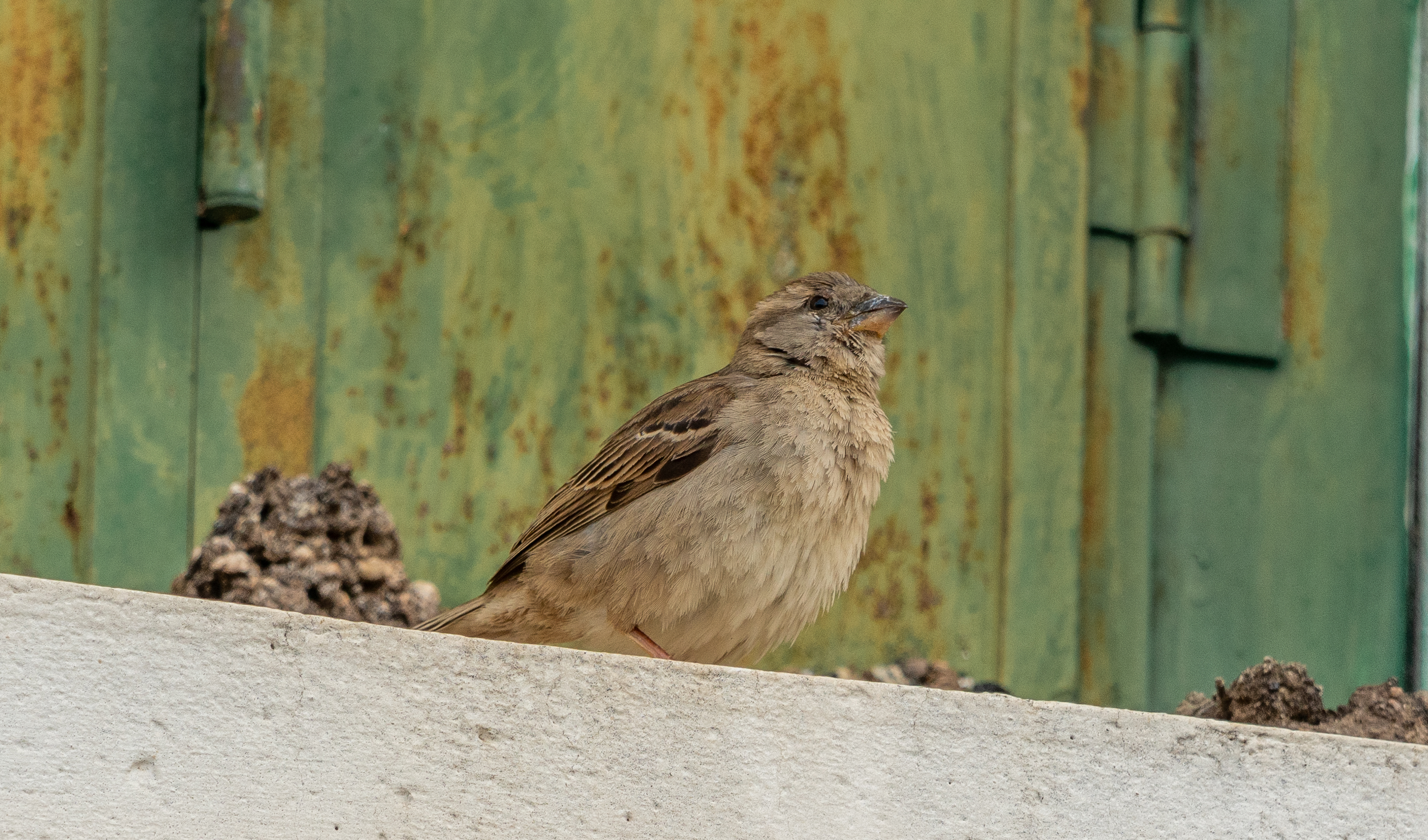 House sparrow perched on a whitewashed wall in Spain