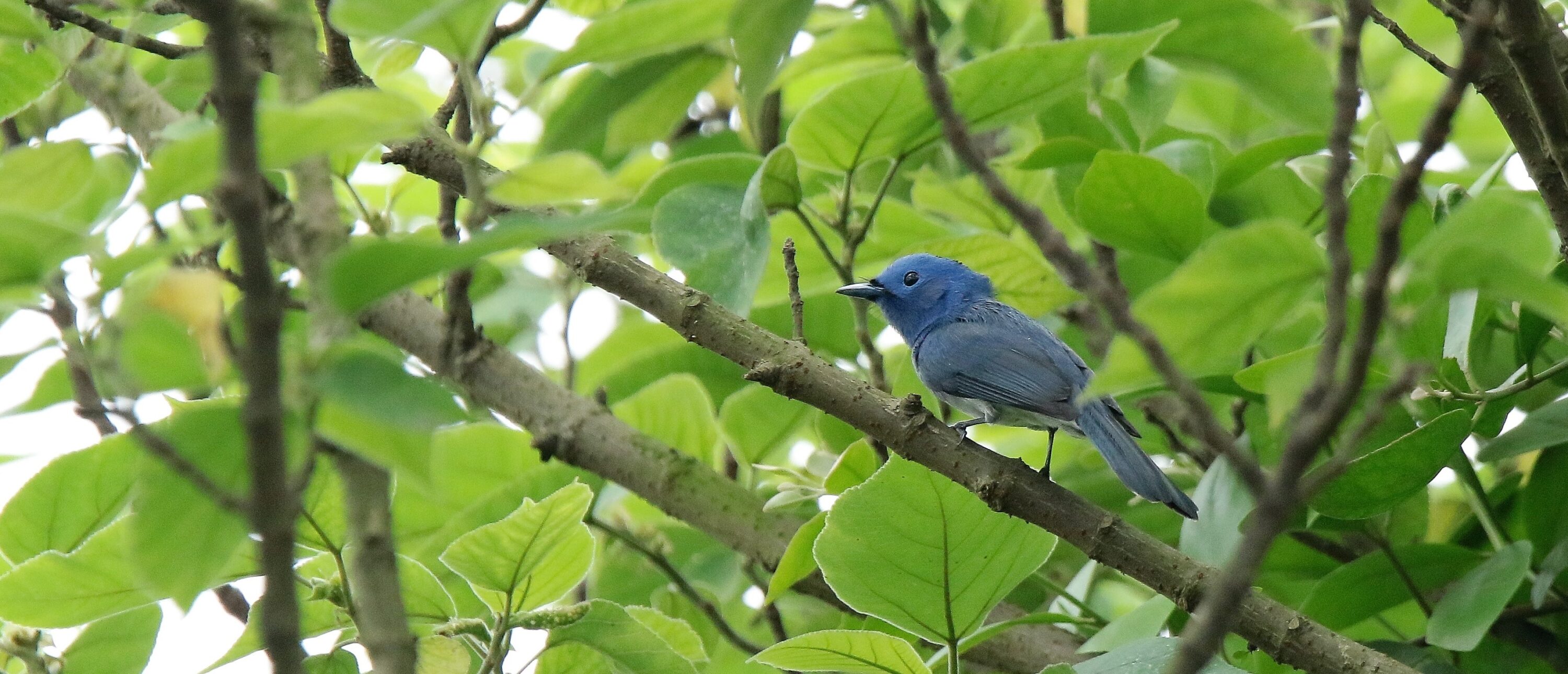 Black-naped Monarch perched on a branch
