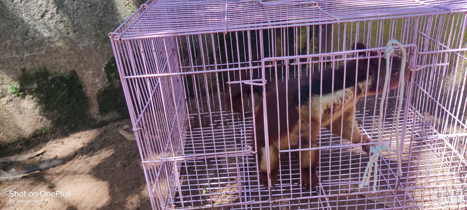 Indian giant squirrels confined in a cage during a 2026 wildlife trafficking operation in Andhra Pradesh