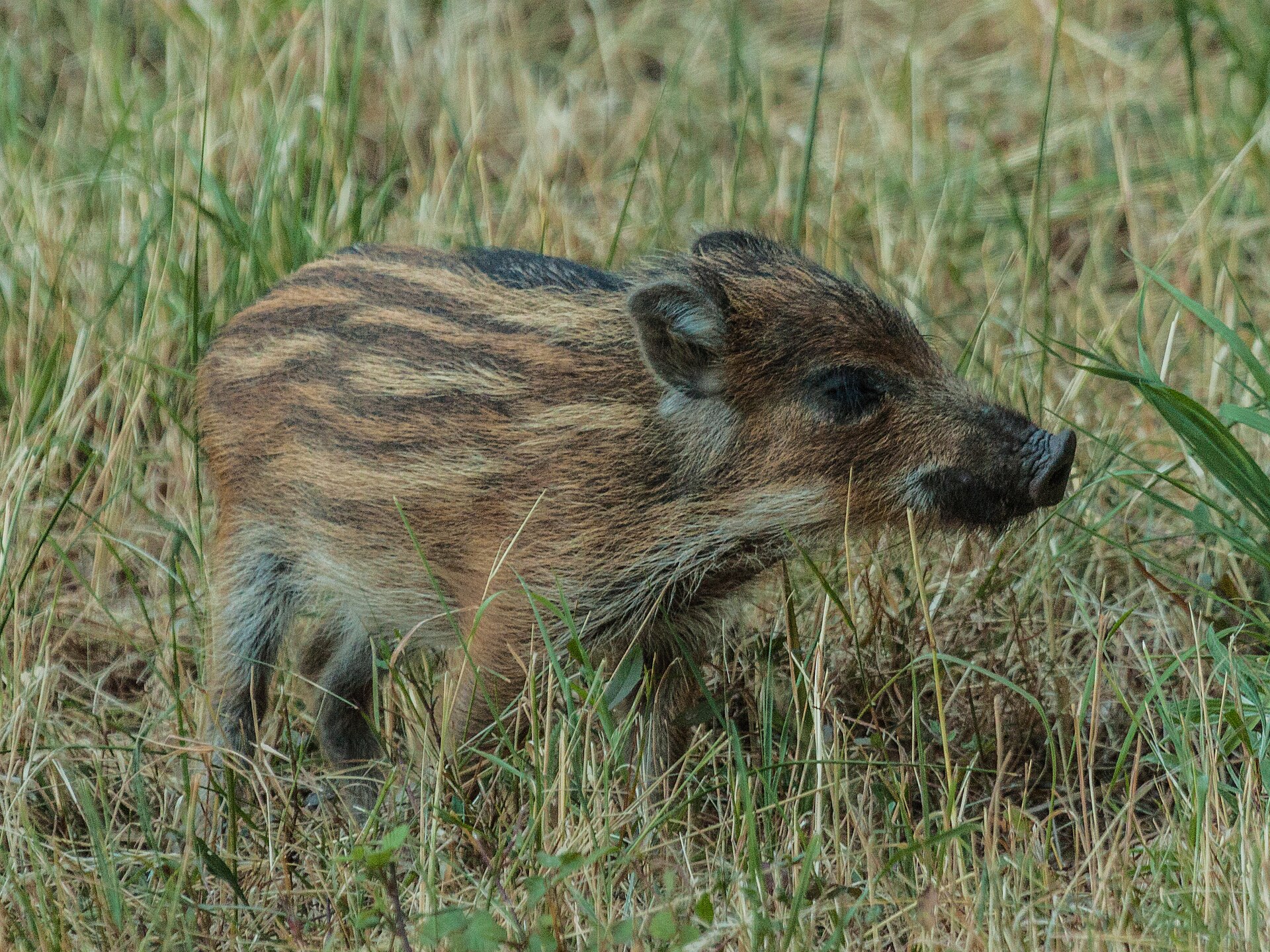 Striped juvenile wild boar in the Palatinate Forest, Germany