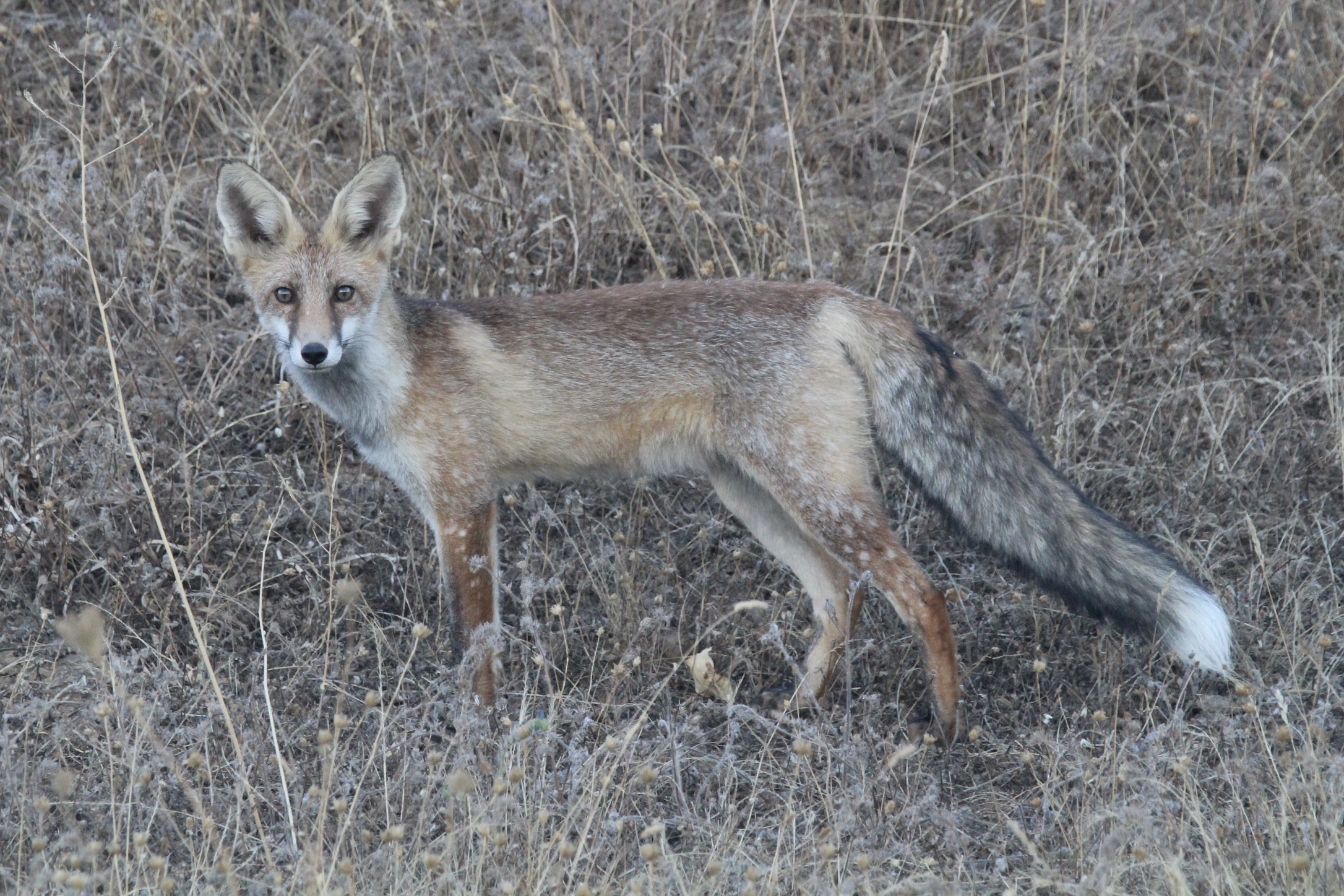 Iberian red fox standing in natural habitat