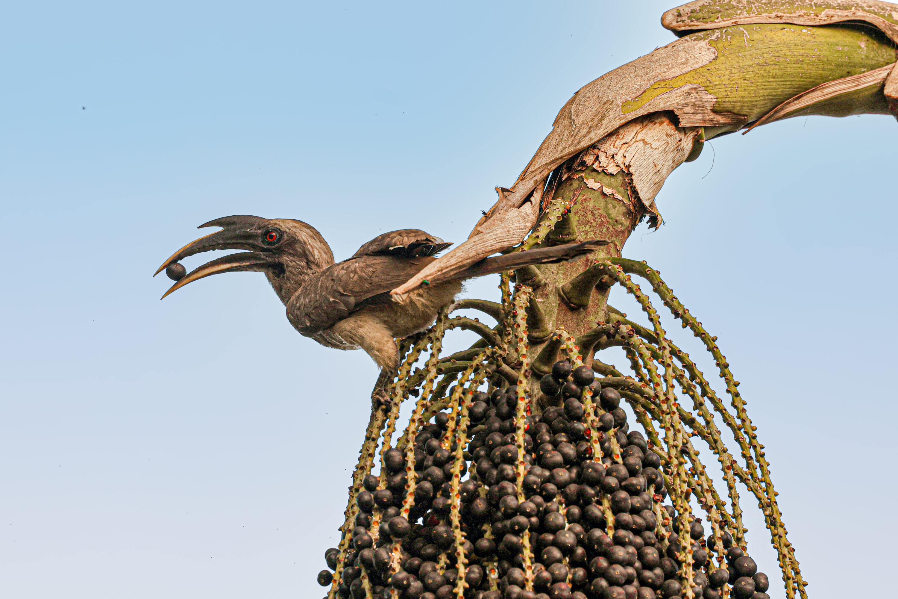 Indian grey hornbill perched with its full body visible