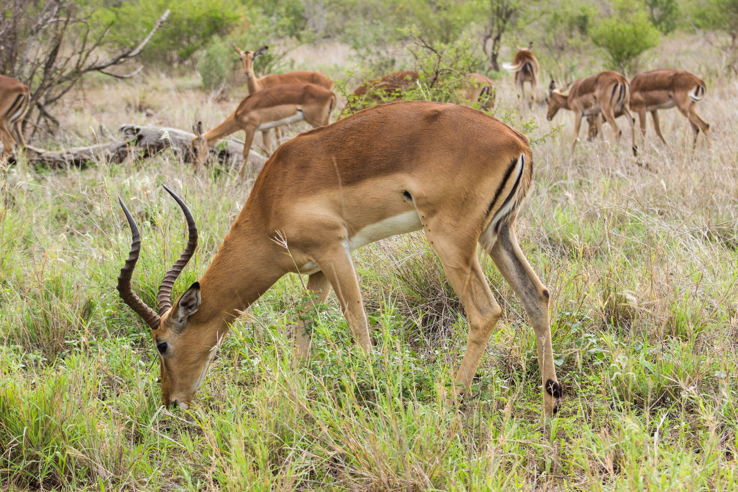 Male impala grazing in Kruger National Park, South Africa
