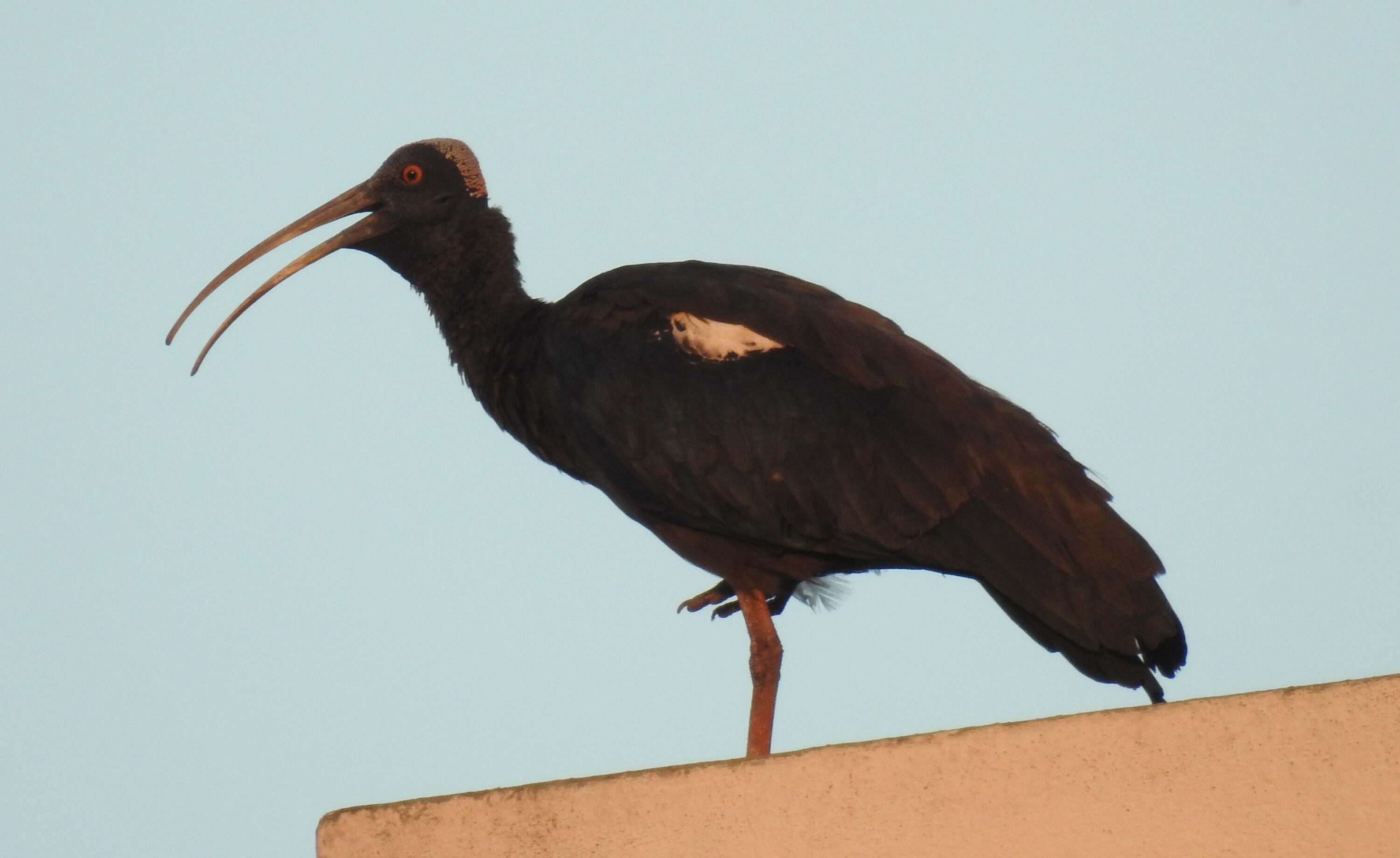 Red-naped ibis at Lakhota Lake, Jamnagar, Gujarat, India