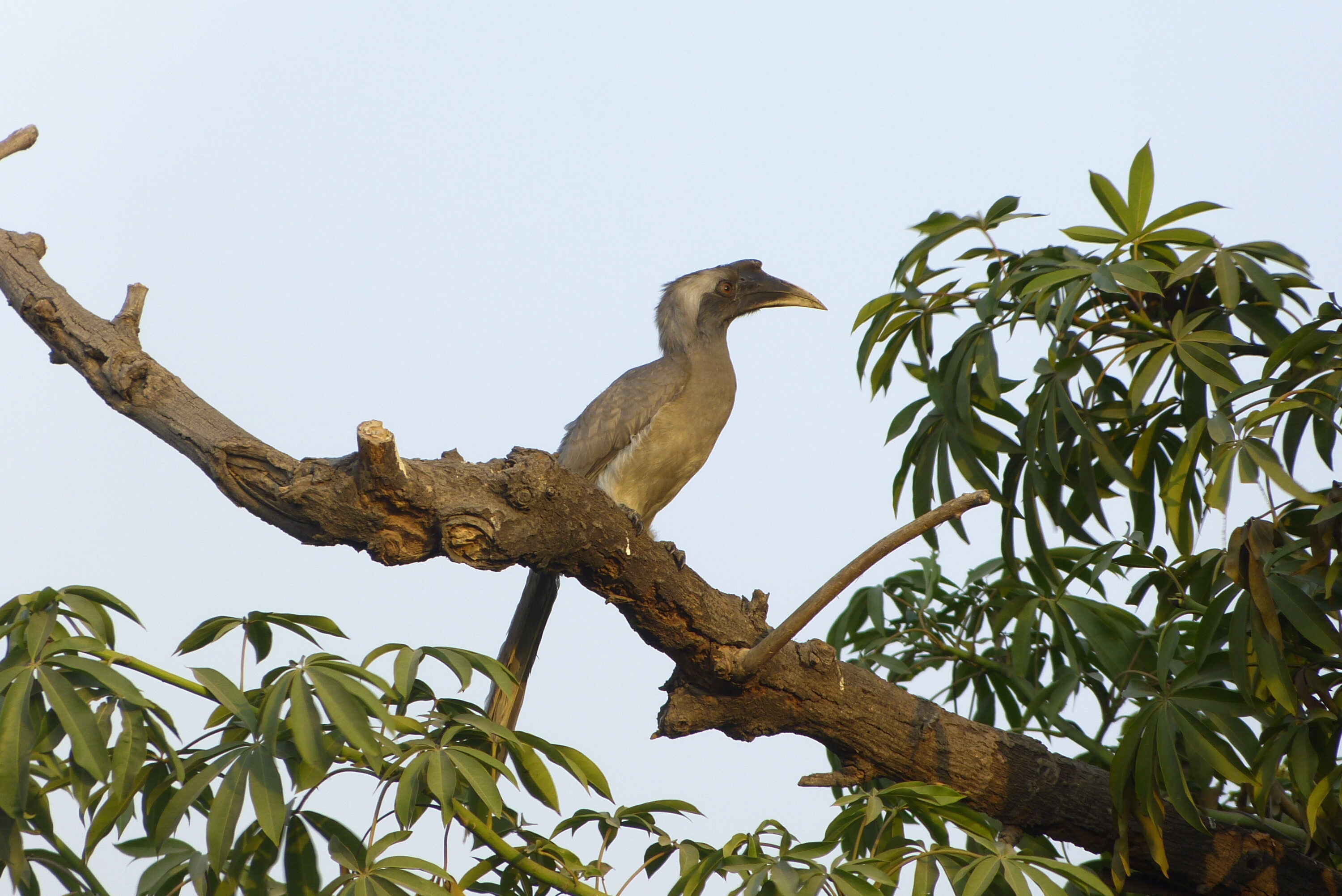 Indian grey hornbill in New Delhi, India