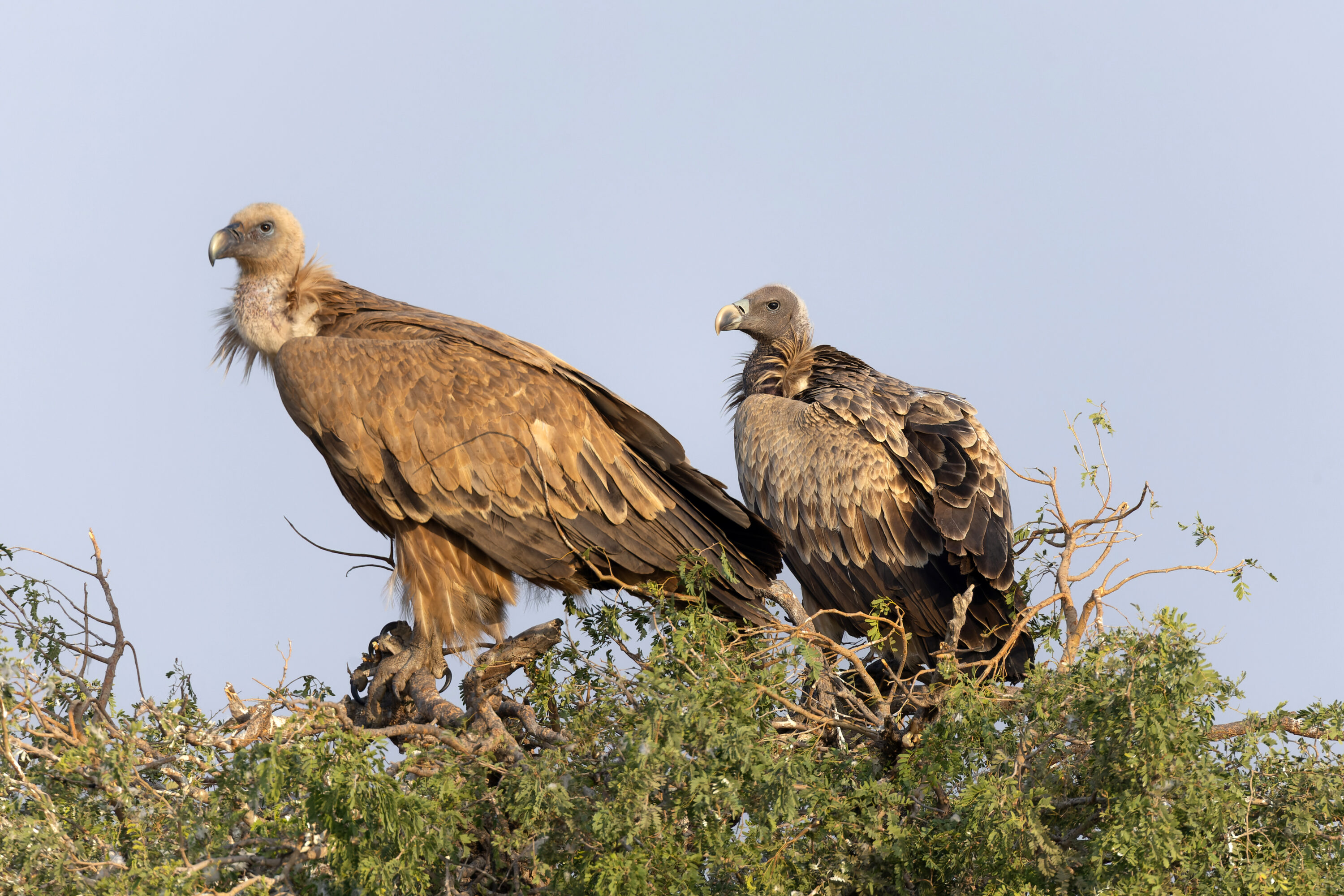 Indian vulture in Jodbeed Gadhwala Conservation Reserve, Rajasthan, India