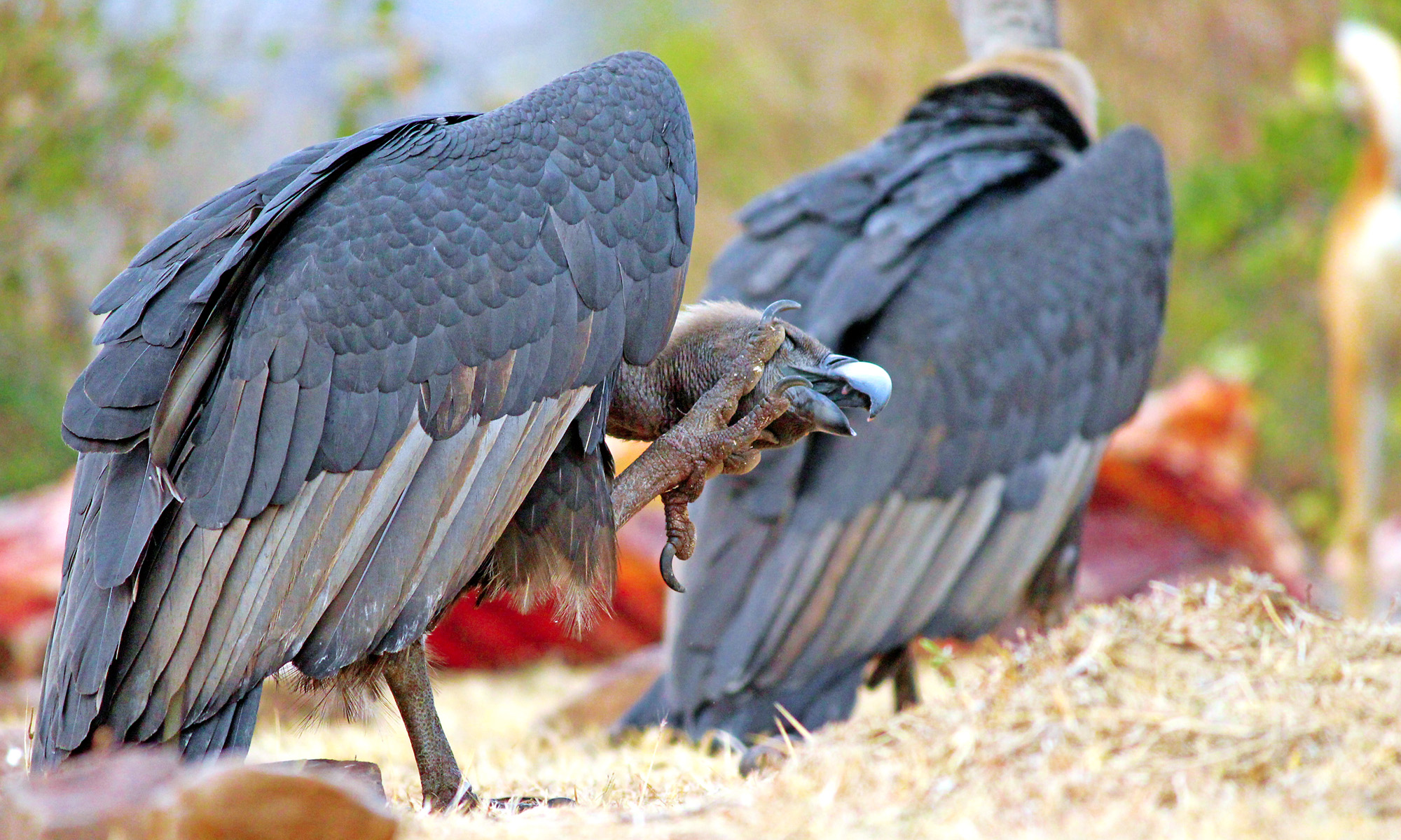 White-rumped vulture in Chhatarpur, Madhya Pradesh, India