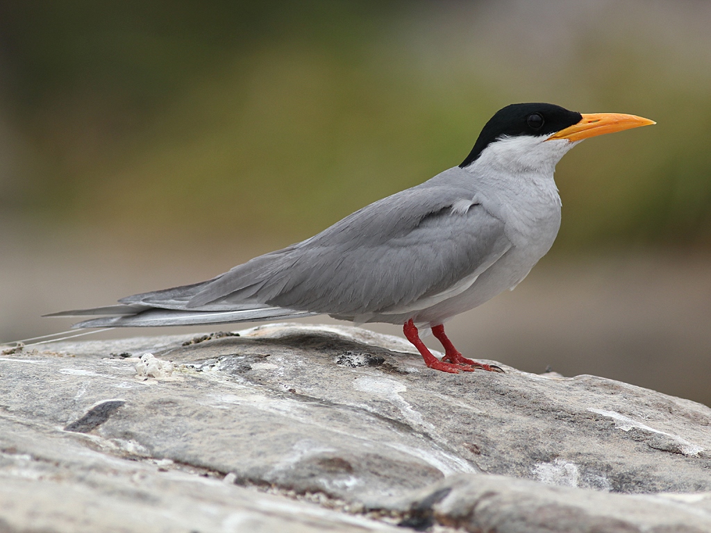 River tern in breeding plumage