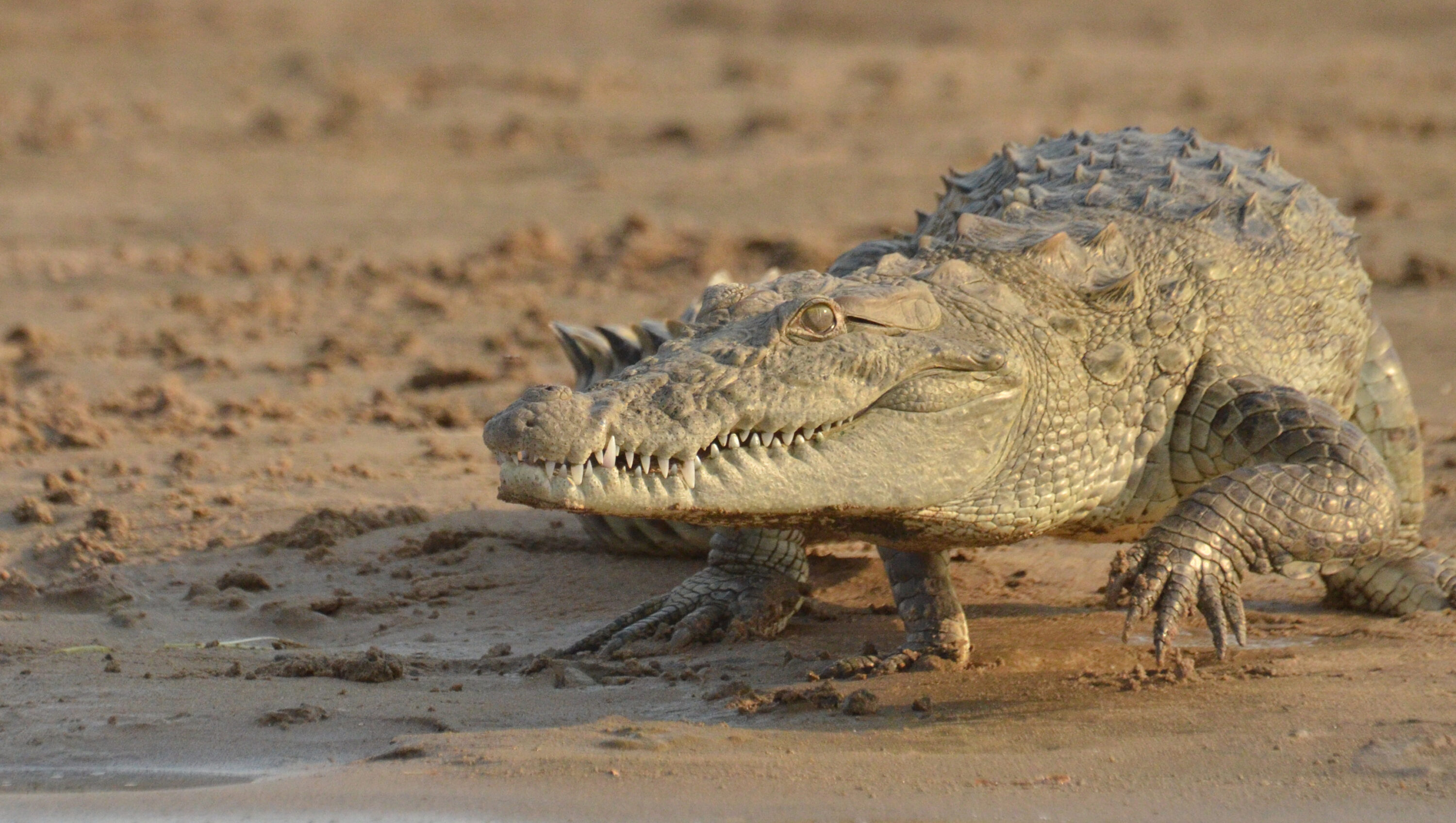 Wild mugger crocodile walking towards the Chambal River in India