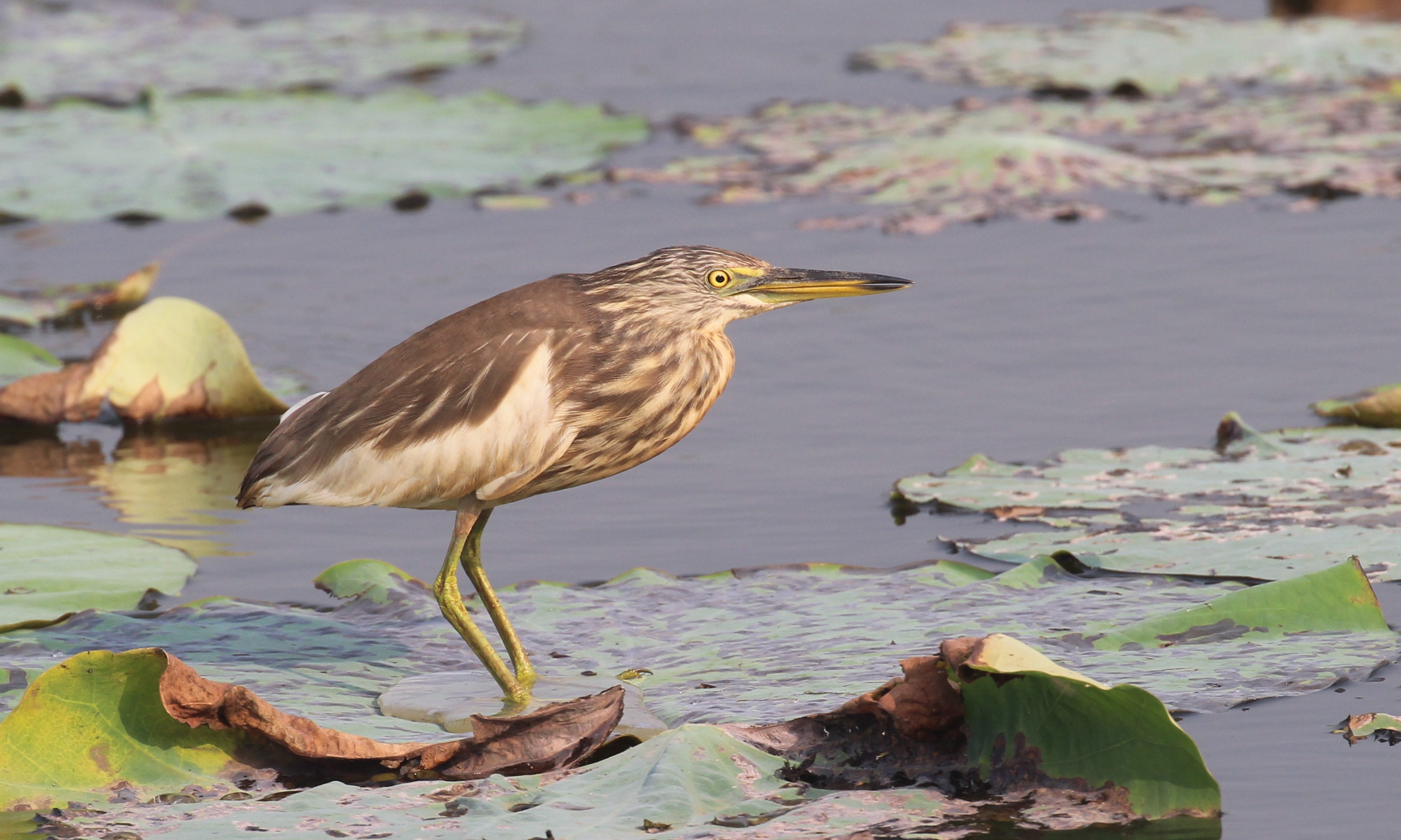 Indian pond heron photographed in February 2026