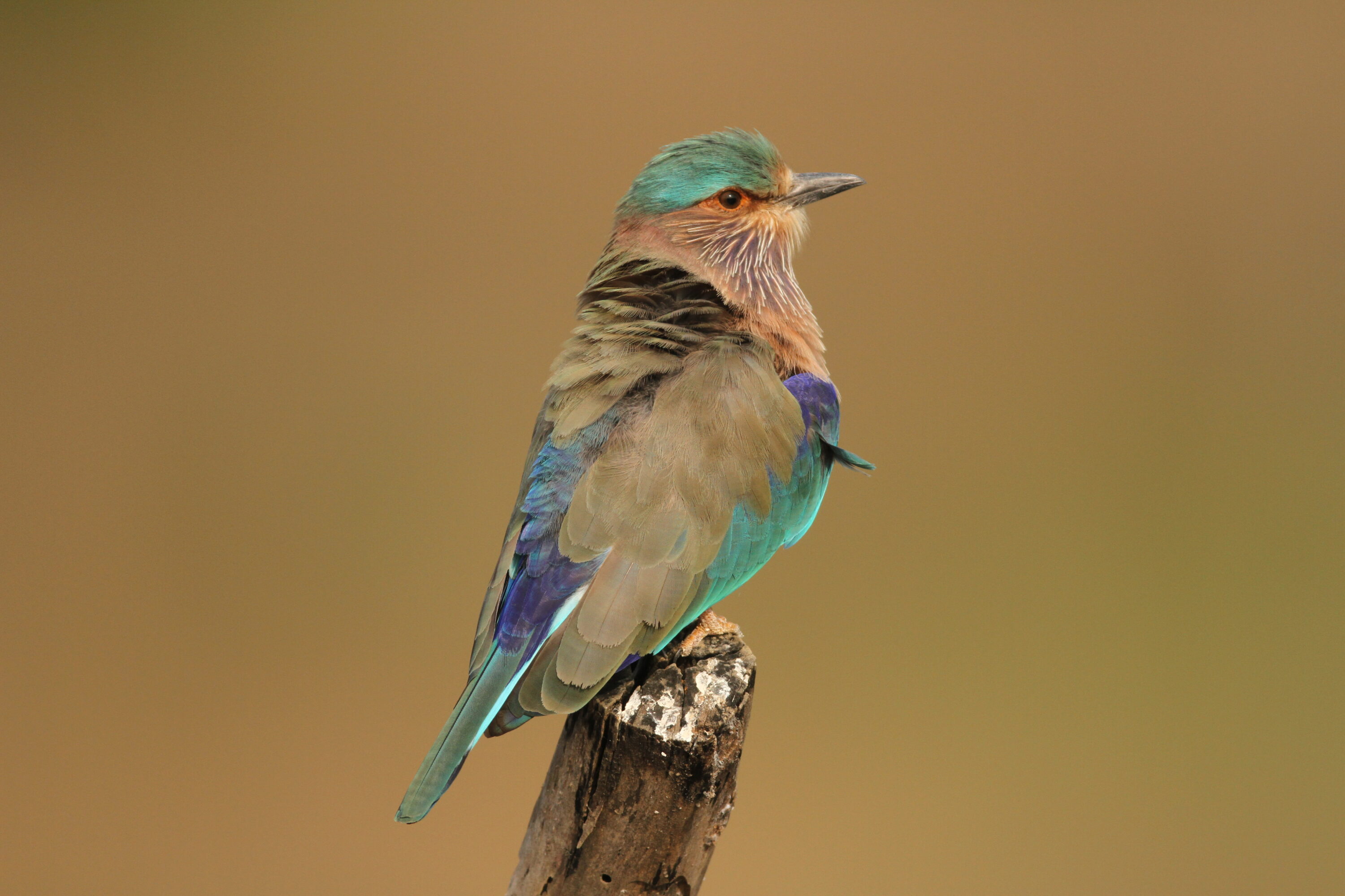 Indian roller perched on a cut branch against a plain background