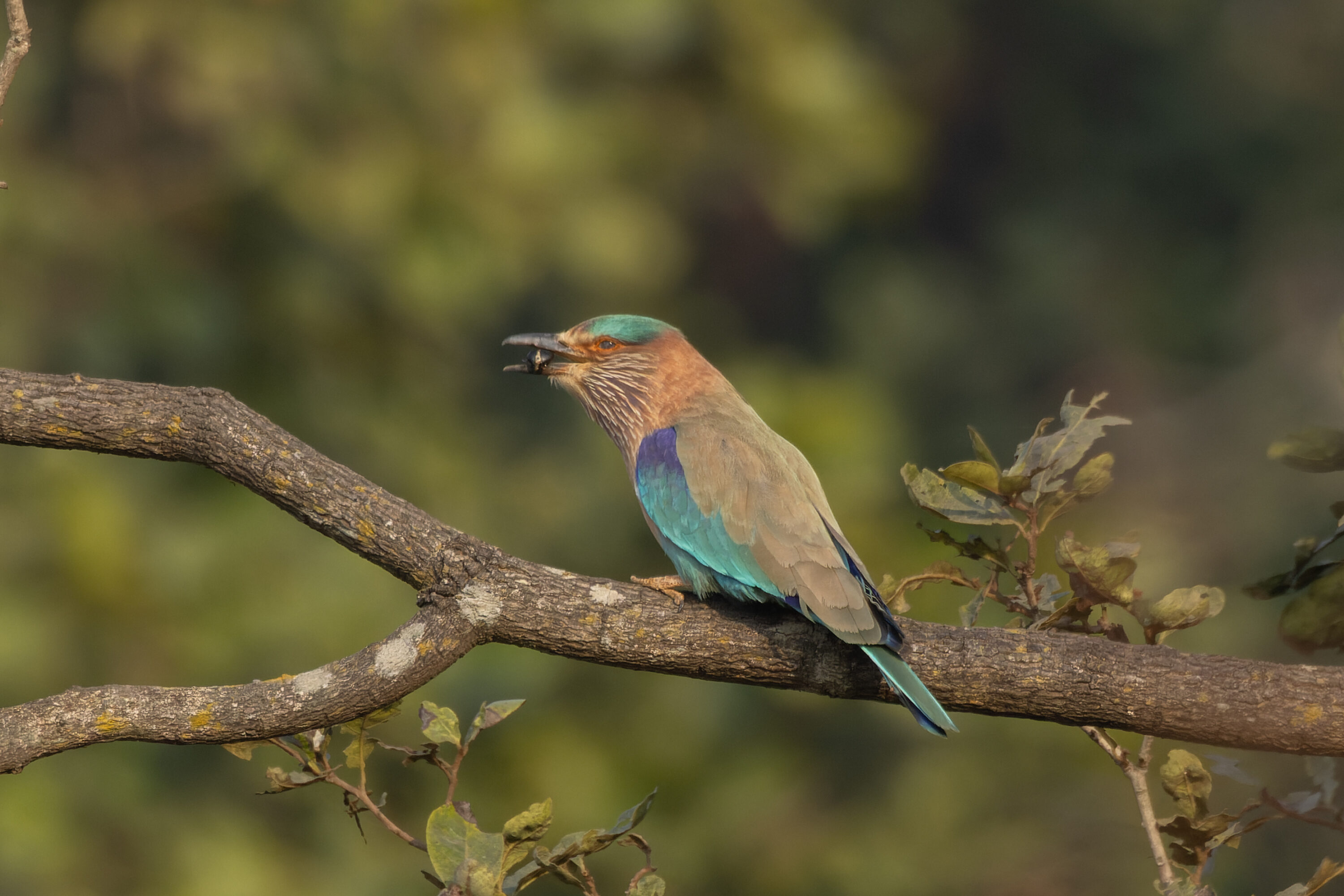 Indian roller perched on a branch in Madhya Pradesh, India