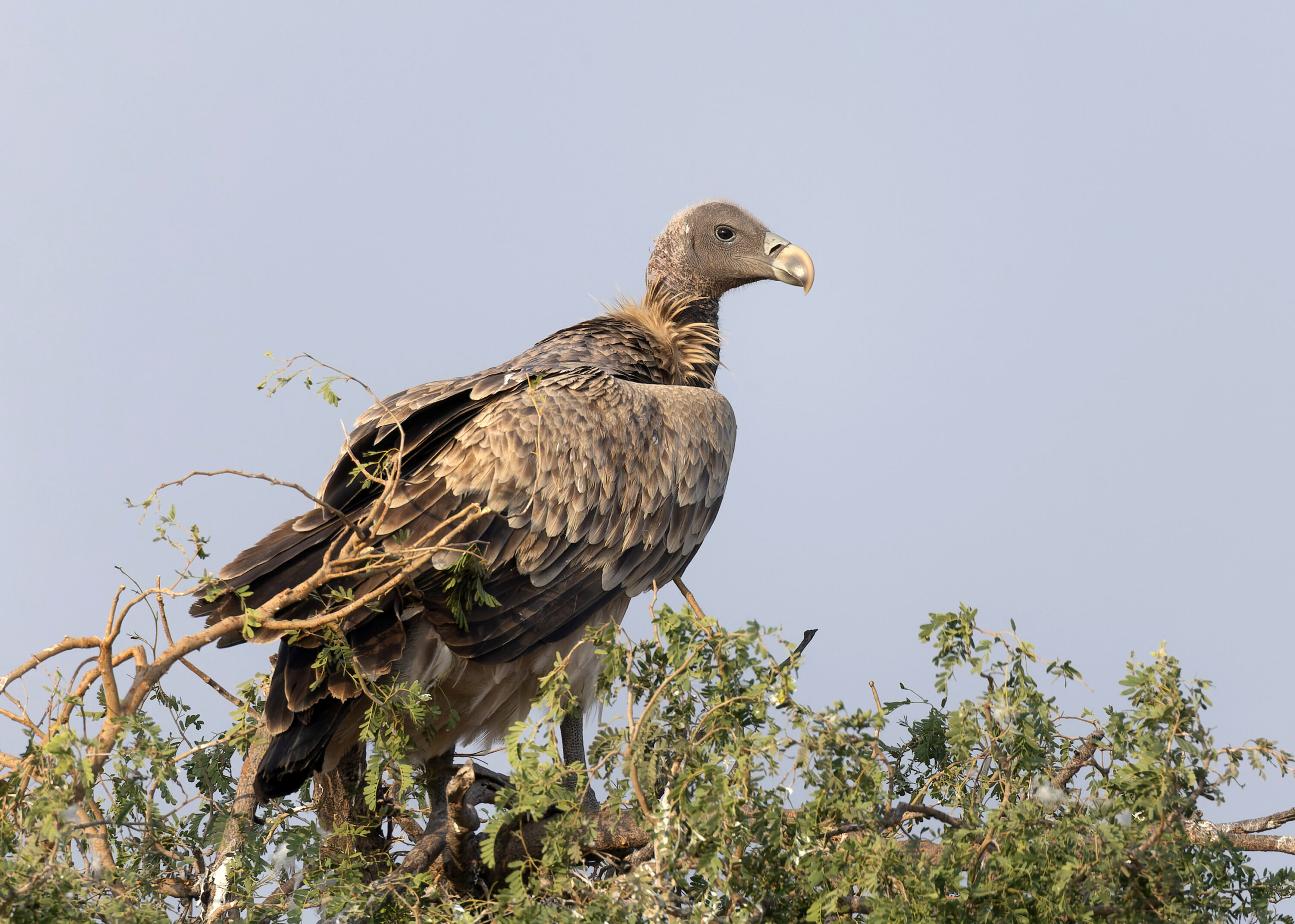 Wild Indian Vulture perched in Jodbeed Gadhwala Conservation Reserve, Rajasthan