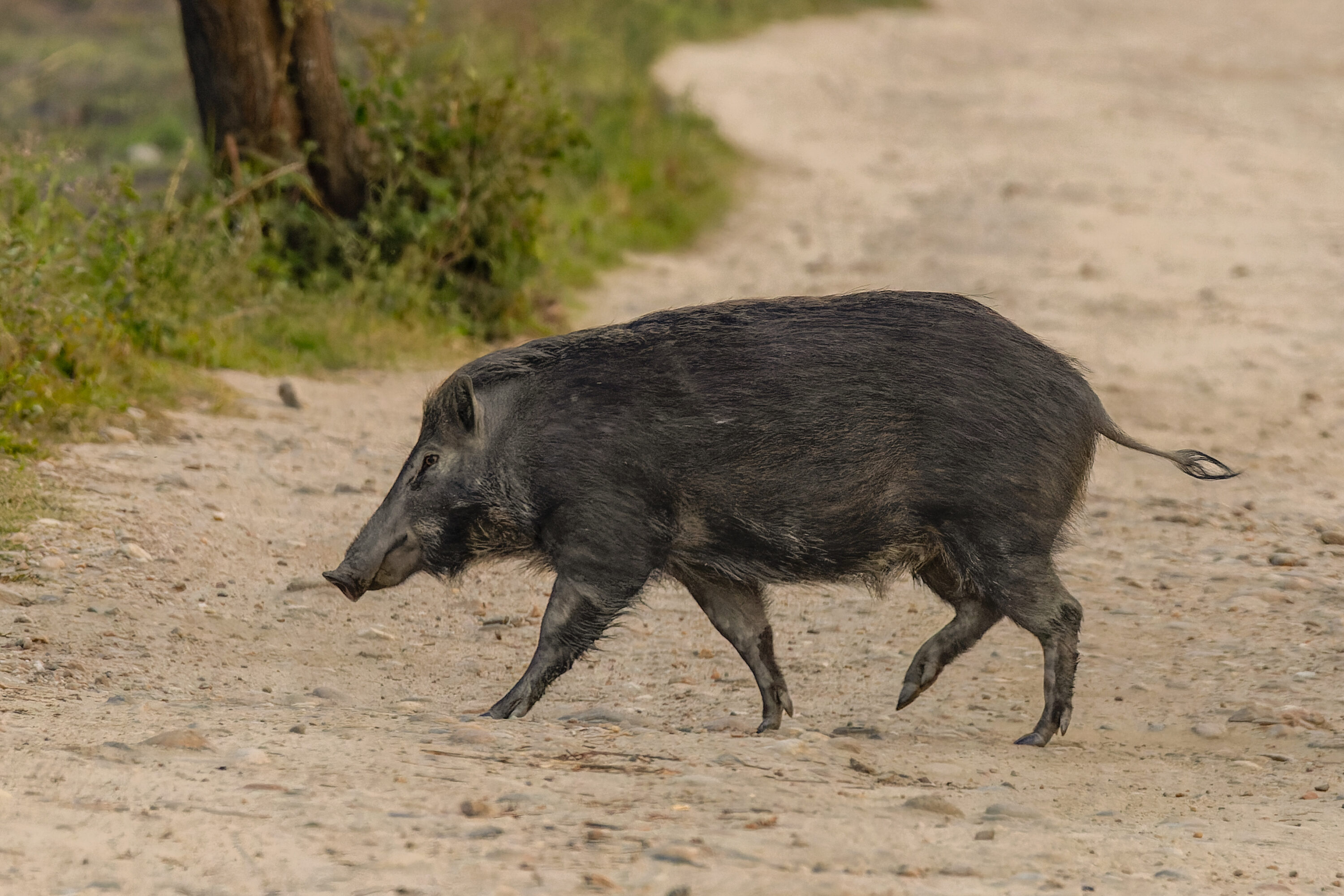 Indian wild boar crossing a track in Kaziranga National Park, India