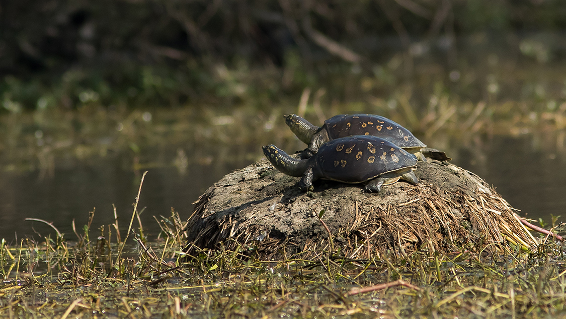 Indian flapshell turtle (Lissemys punctata) with yellow spotting, photographed in Haryana, India