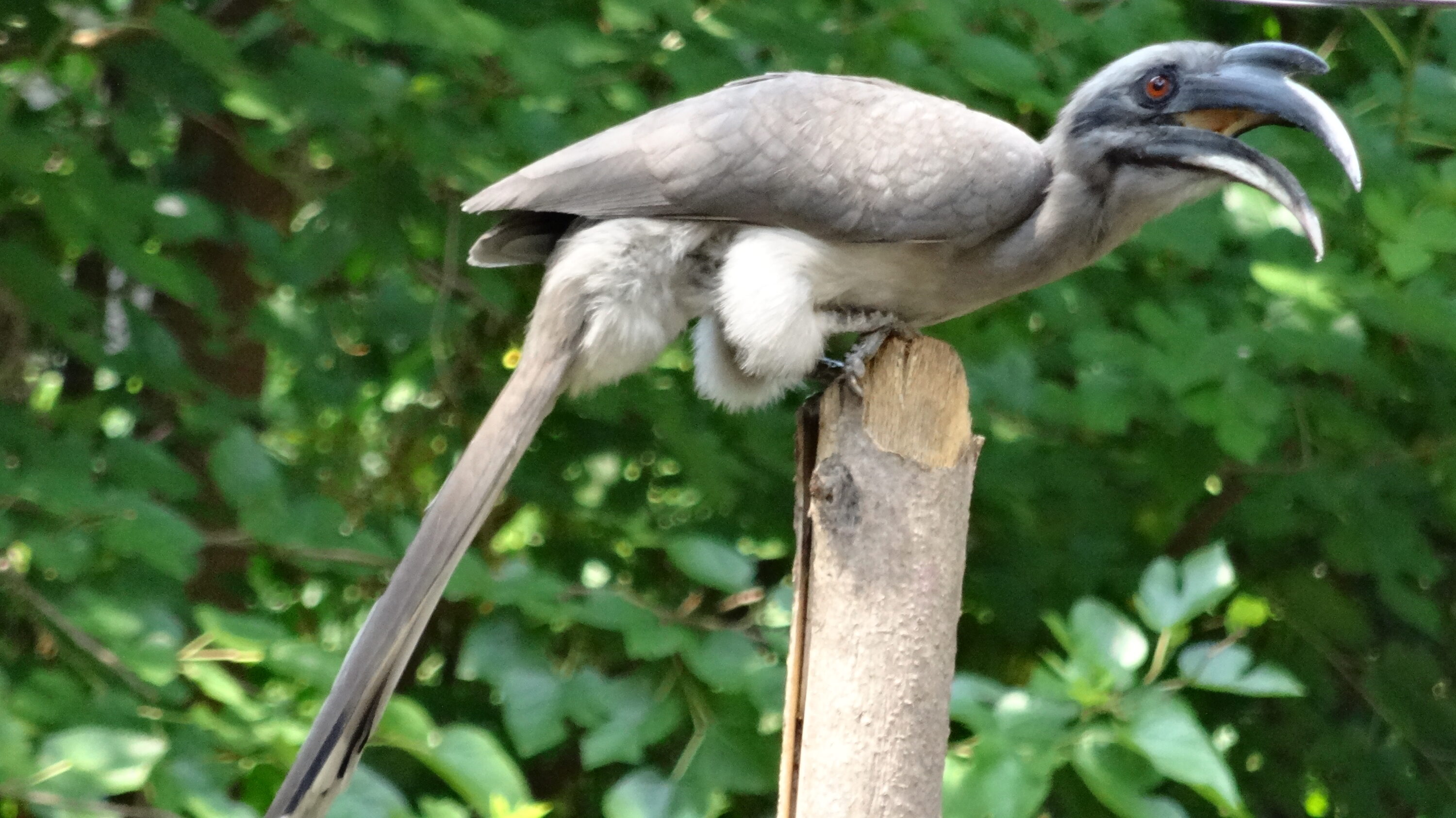 Indian grey hornbill perched in Chandigarh, India