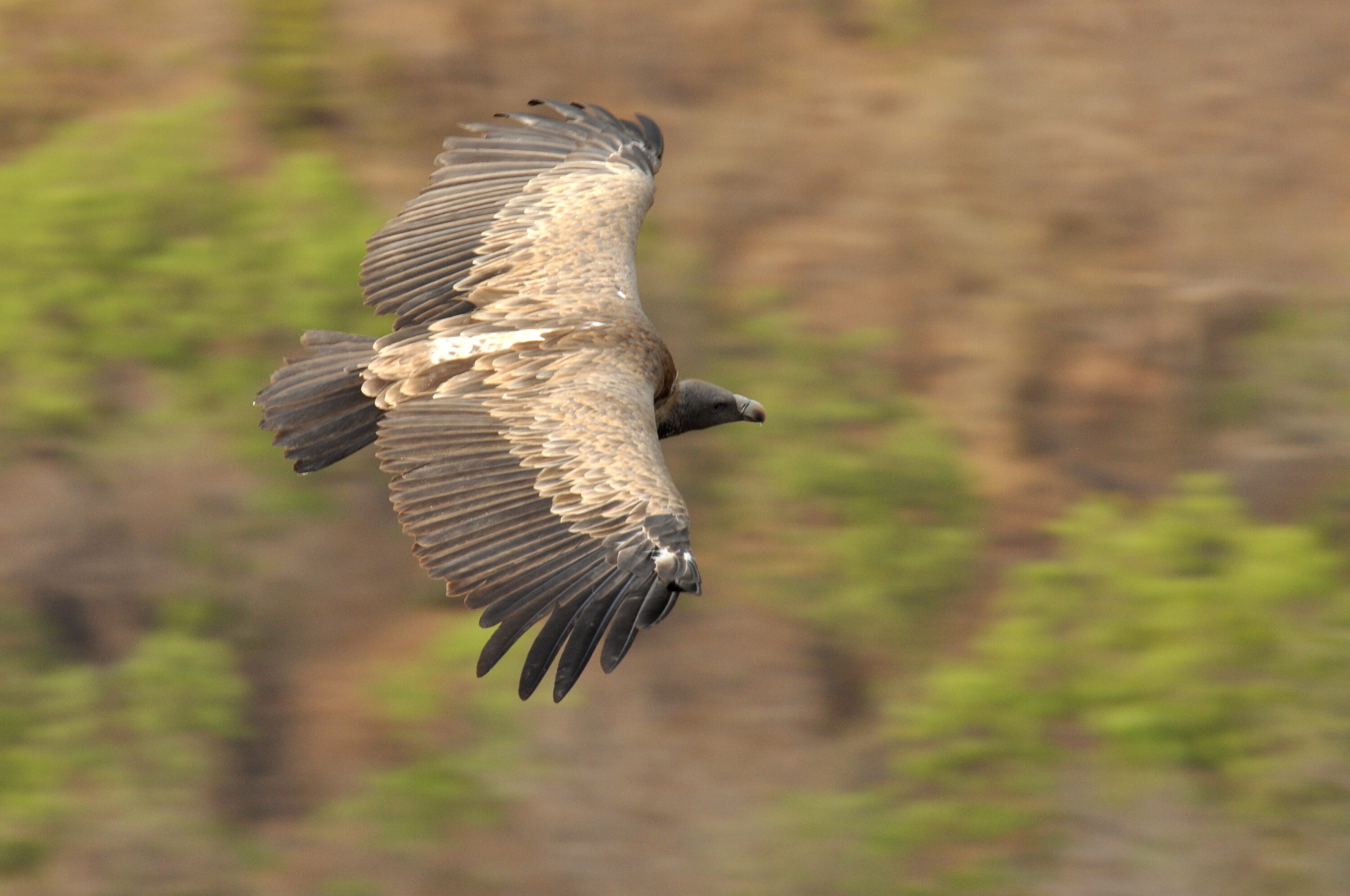 Indian vulture in flight over forest in Bandhavgarh, India