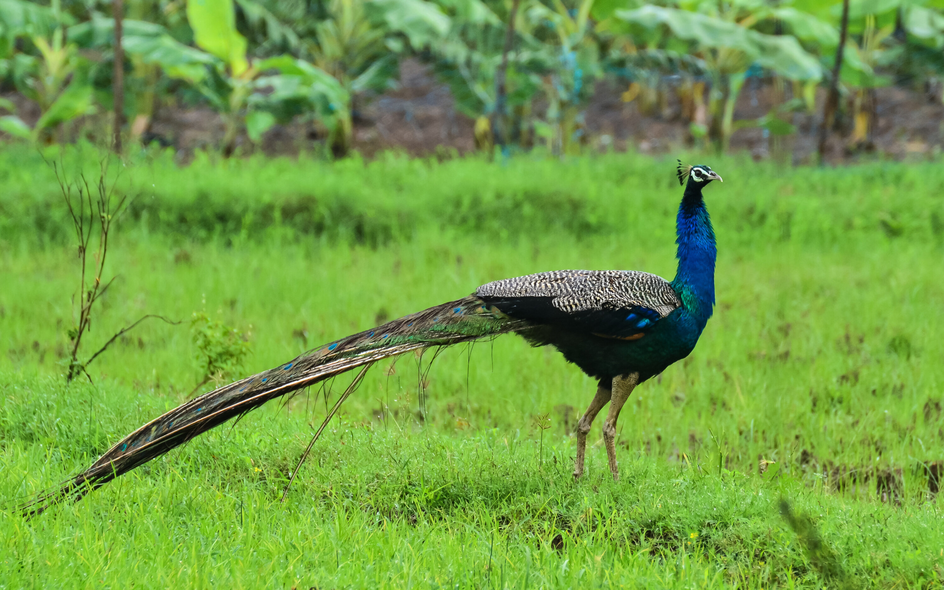 Male Indian peafowl standing in grass in Tamil Nadu, India