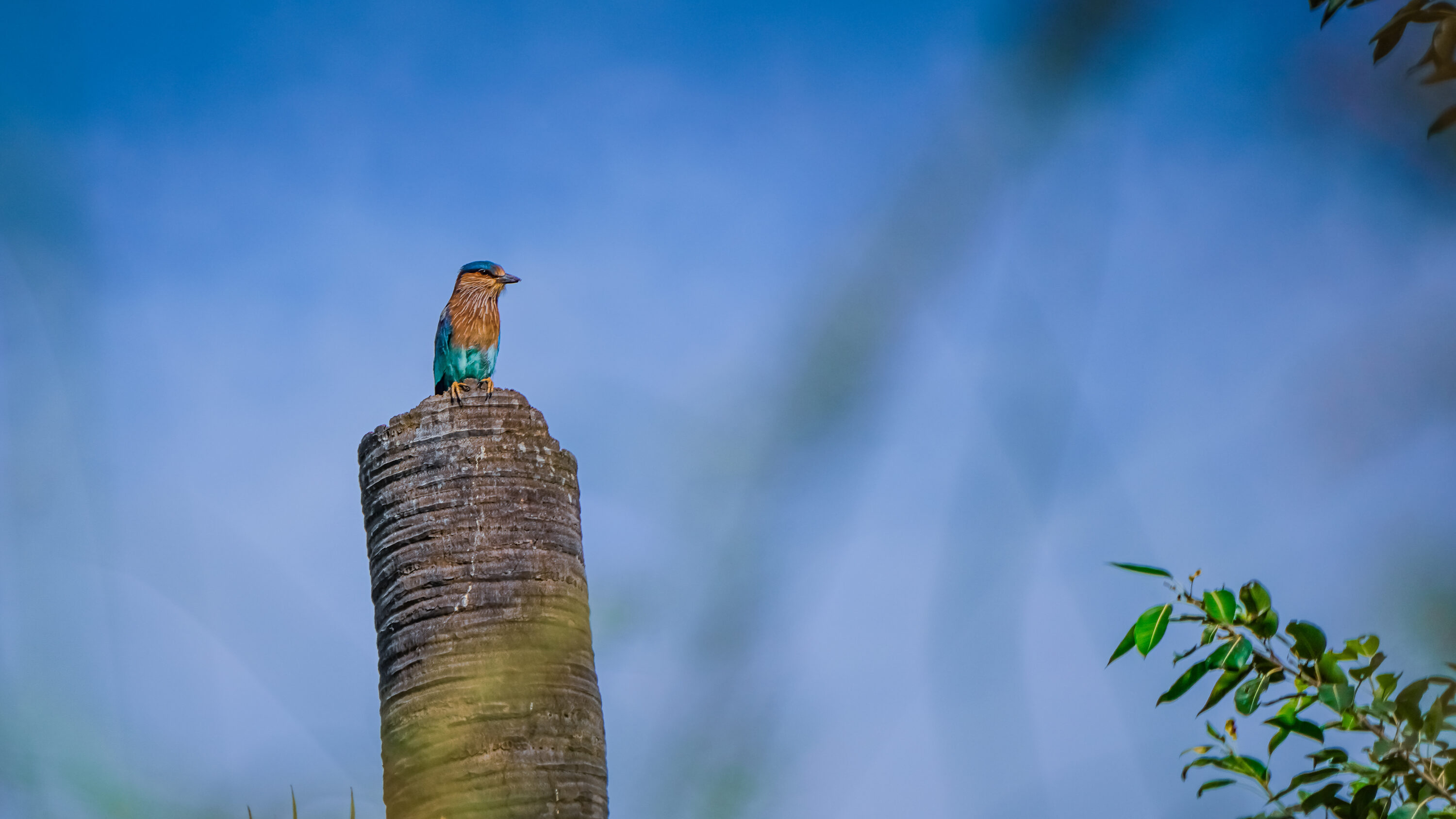 Indian roller perched on a post against a blue background