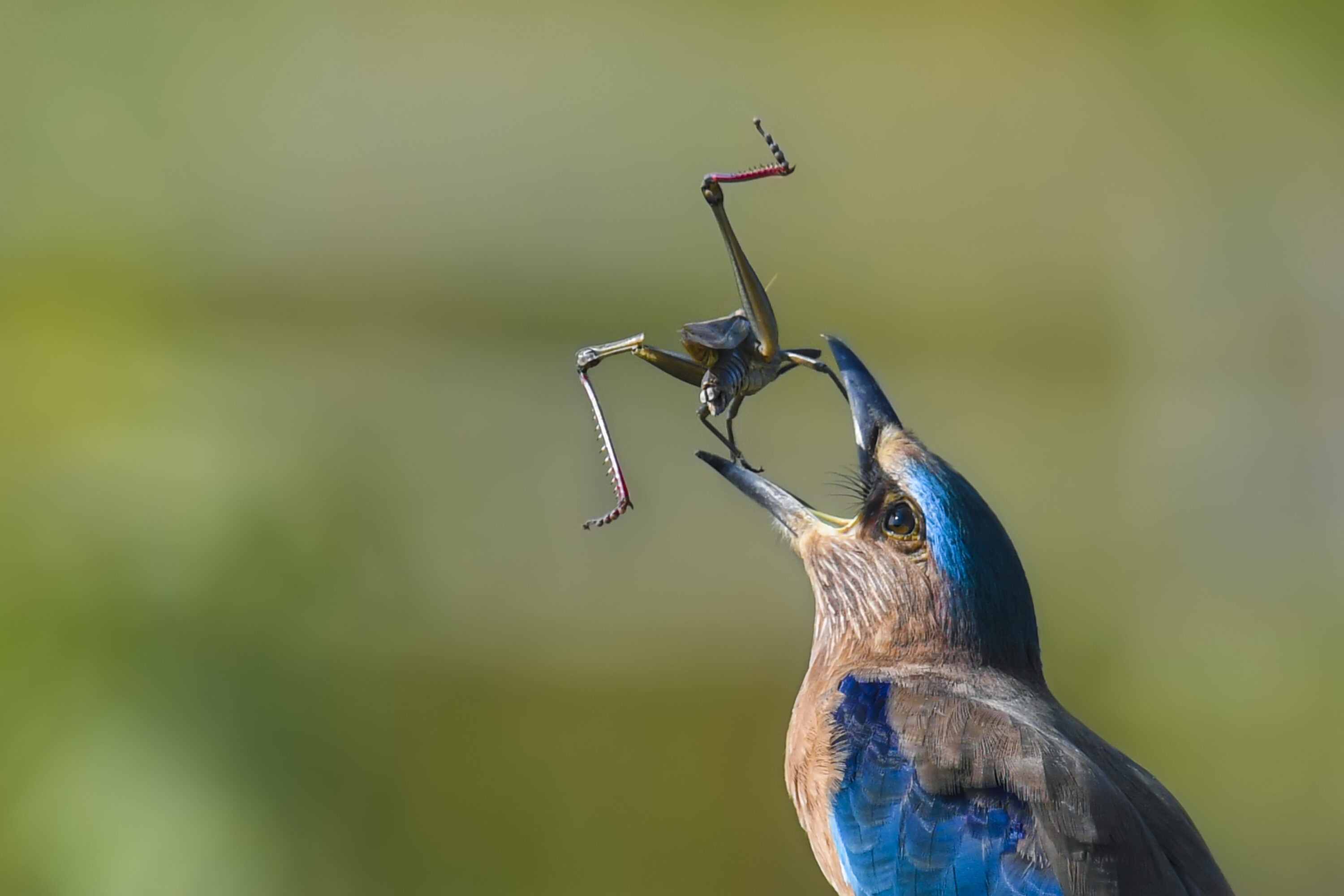 Indian roller holding a large insect in its bill in West Bengal, India