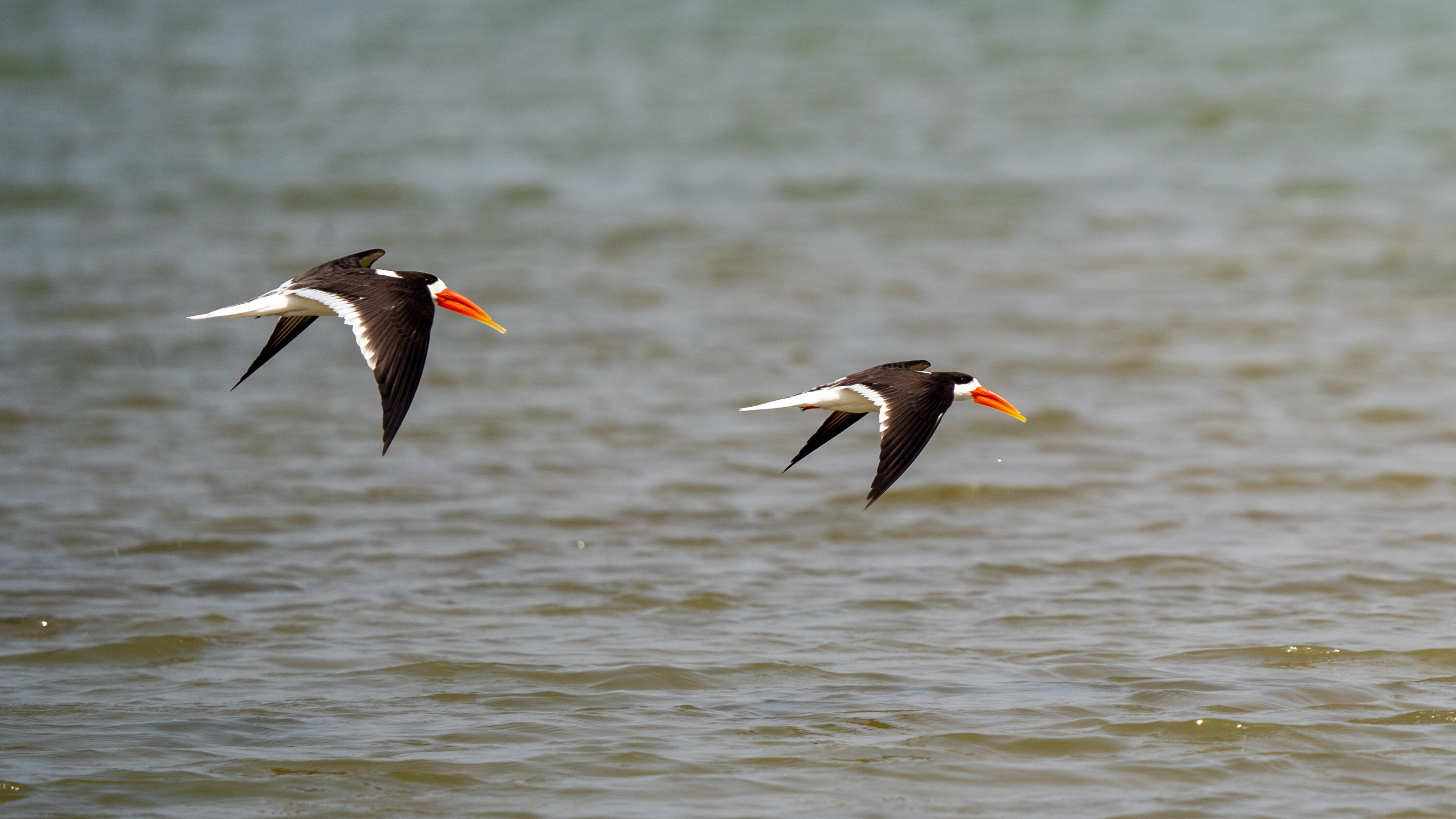 Two Indian skimmers flying low over the Chambal River in India