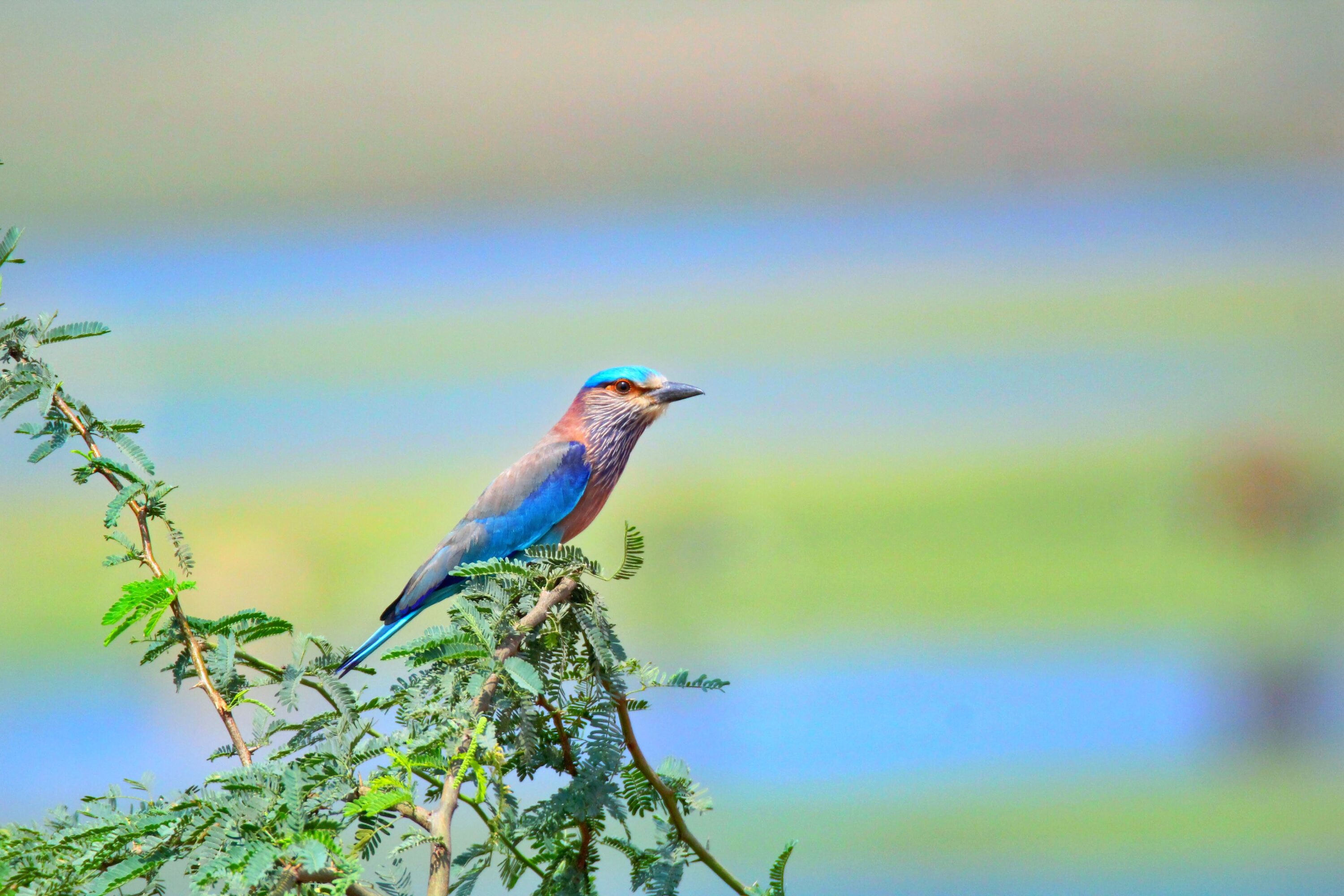 Indian roller perched on a leafy branch in Tamil Nadu, India