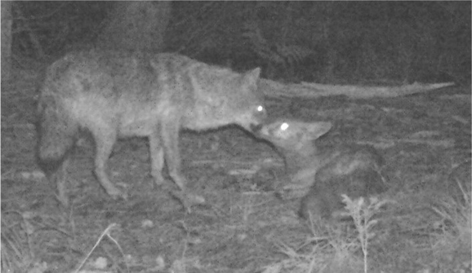Golden jackal and red fox interacting in woodland