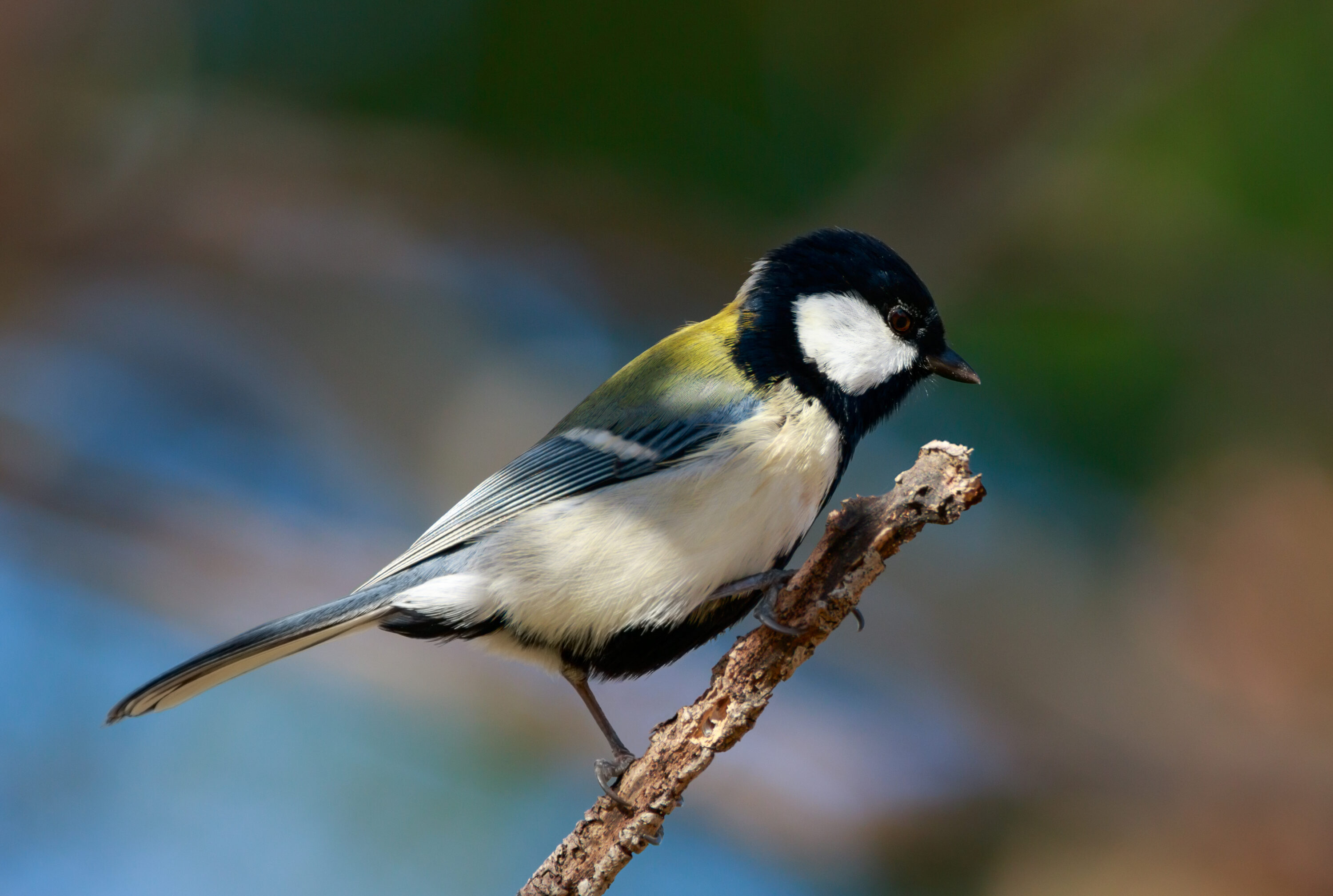 Japanese tit perched on a branch