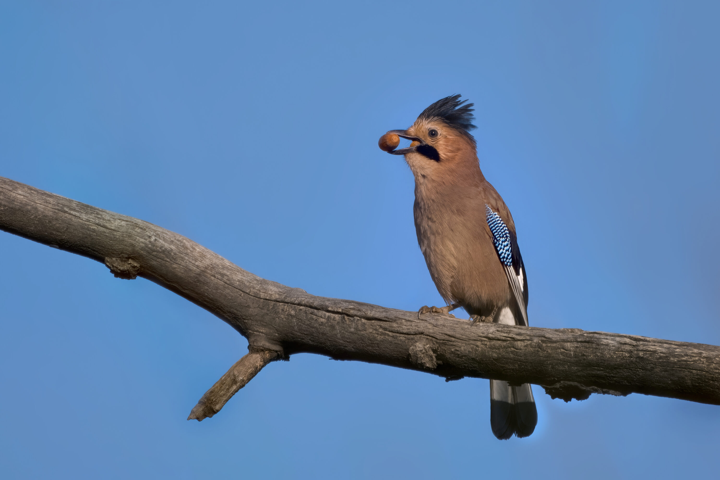 Eurasian jay carrying a nut on a branch in Yerevan, Armenia