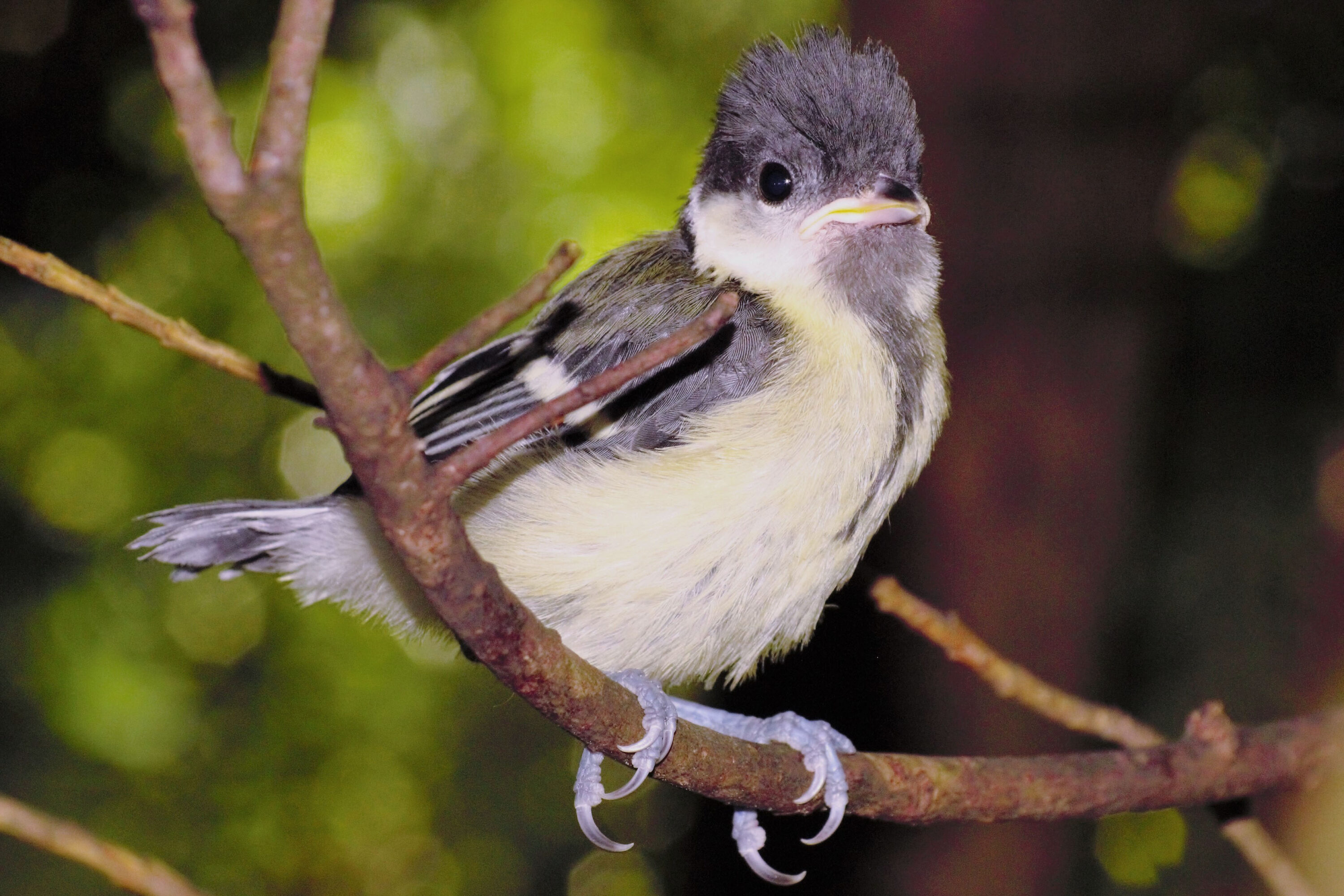 Juvenile Great Tit (Parus major) shortly after leaving a nest box