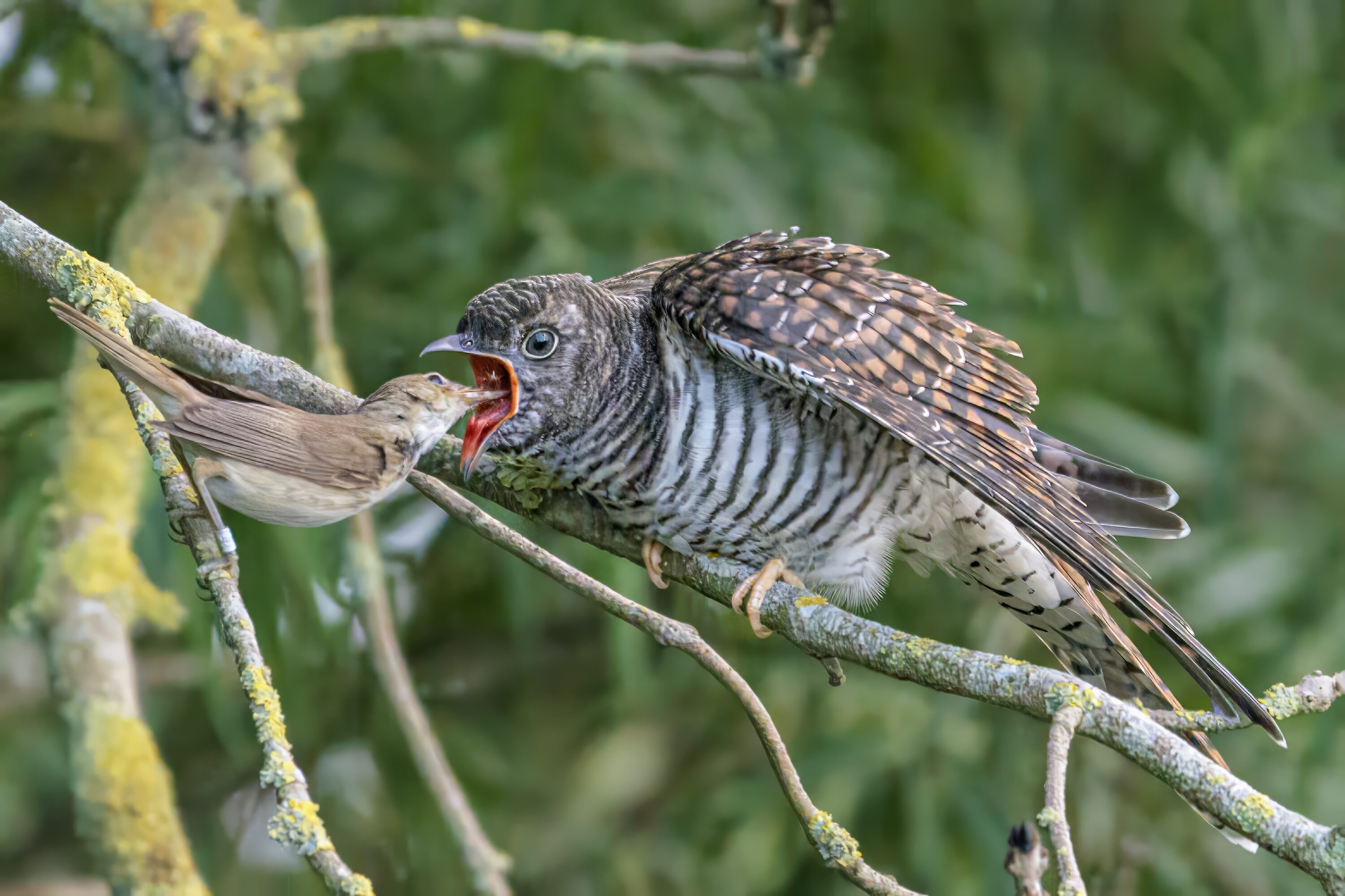 Common reed warbler feeding a juvenile common cuckoo