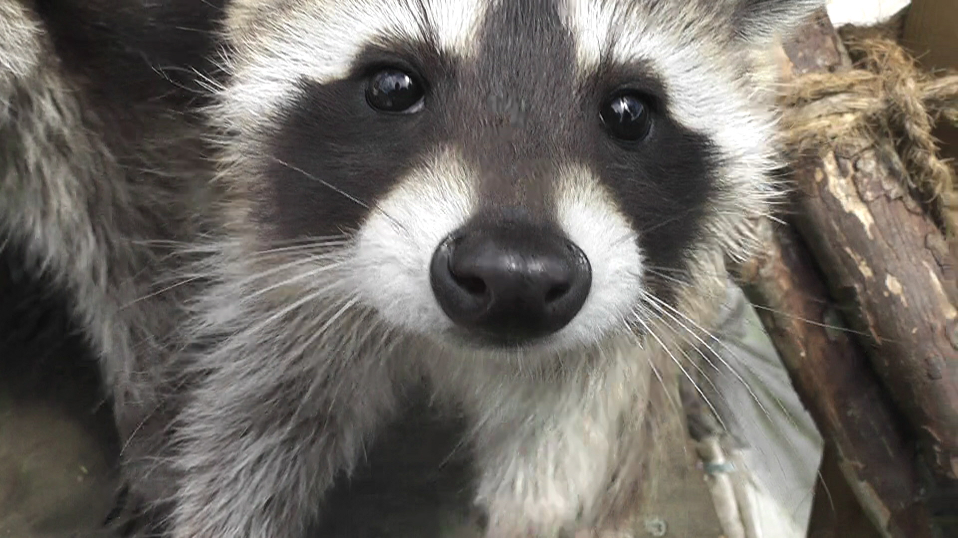Young feral raccoon