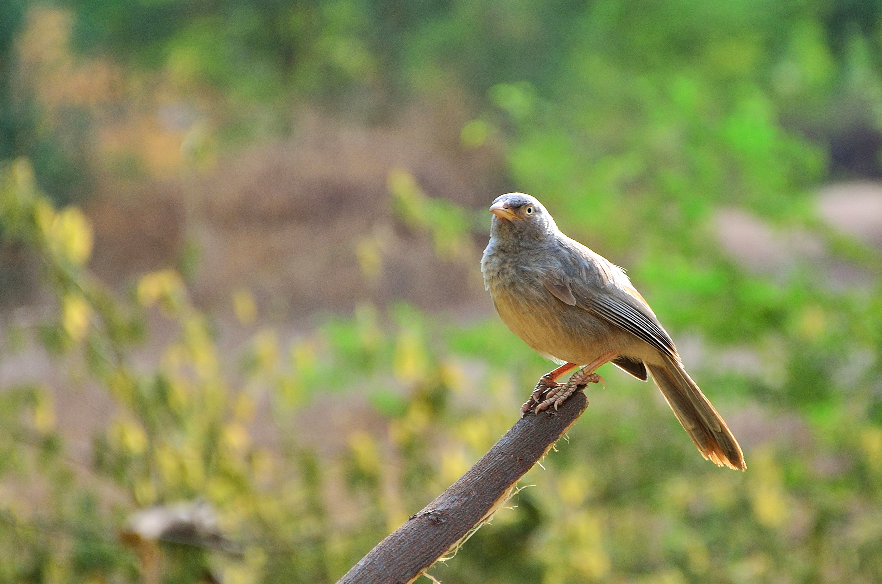 Jungle babbler in Ahmedabad, Gujarat, India