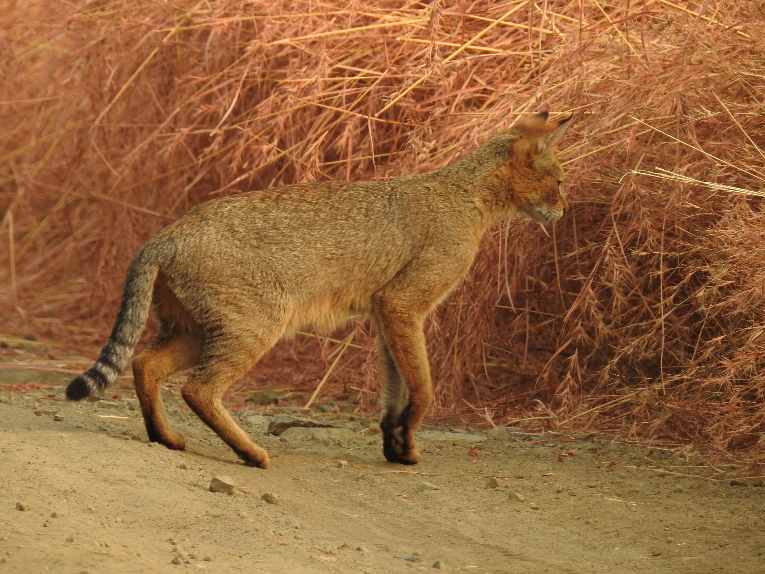 Wild jungle cat walking beside dry vegetation in India